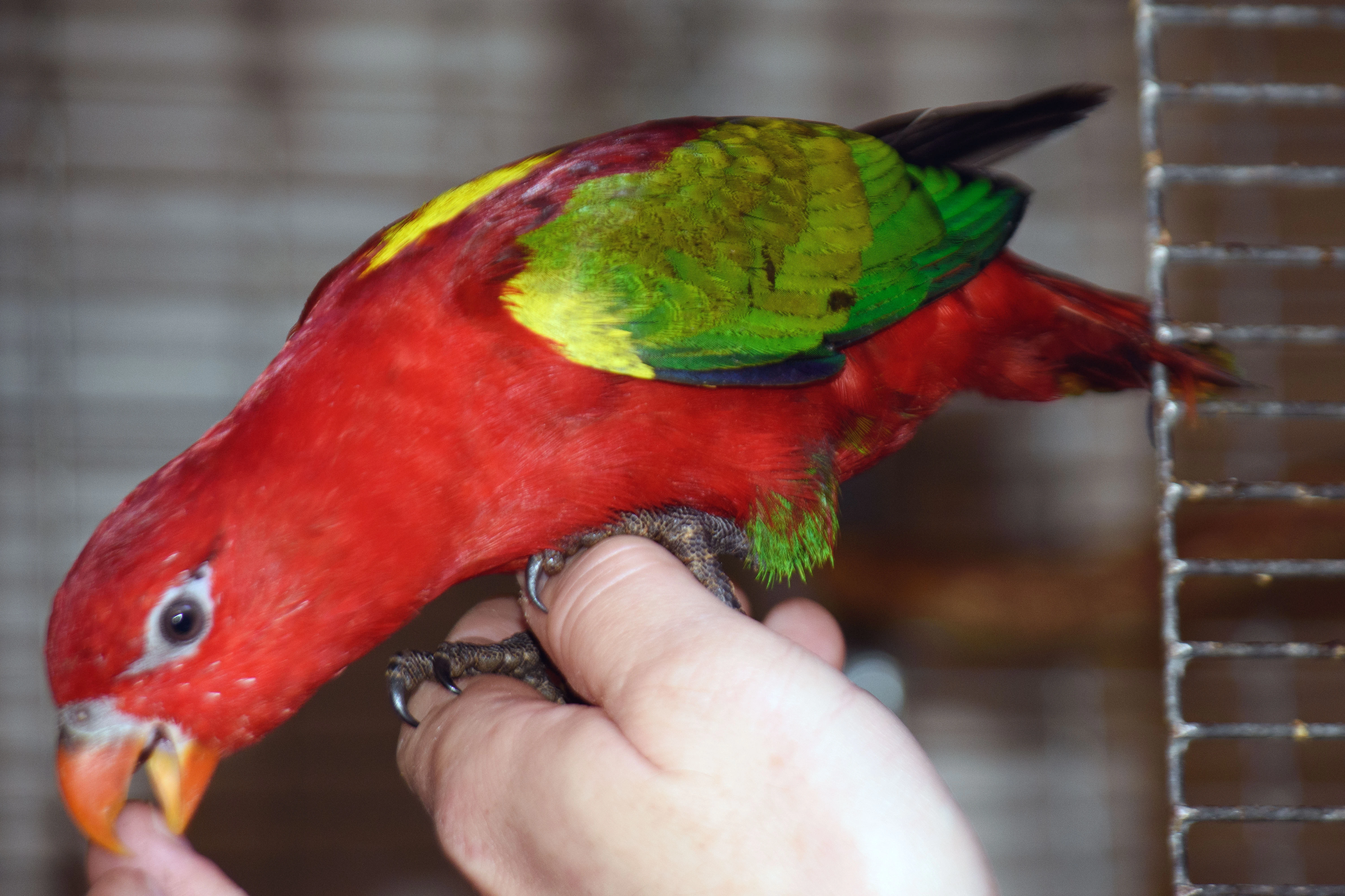 Lori žlutohřbetý prodám