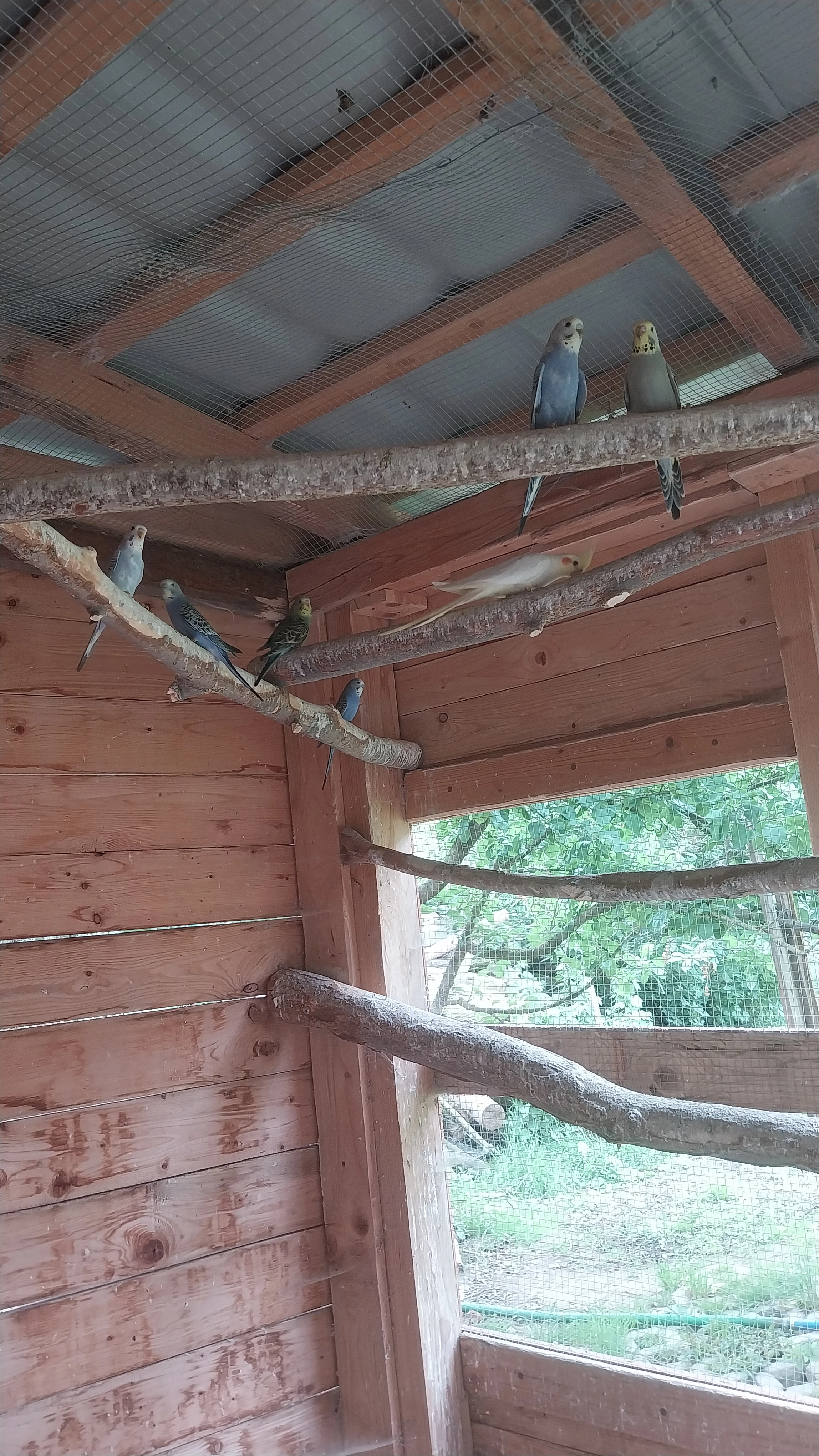 Prodám andulka vlnkovaná