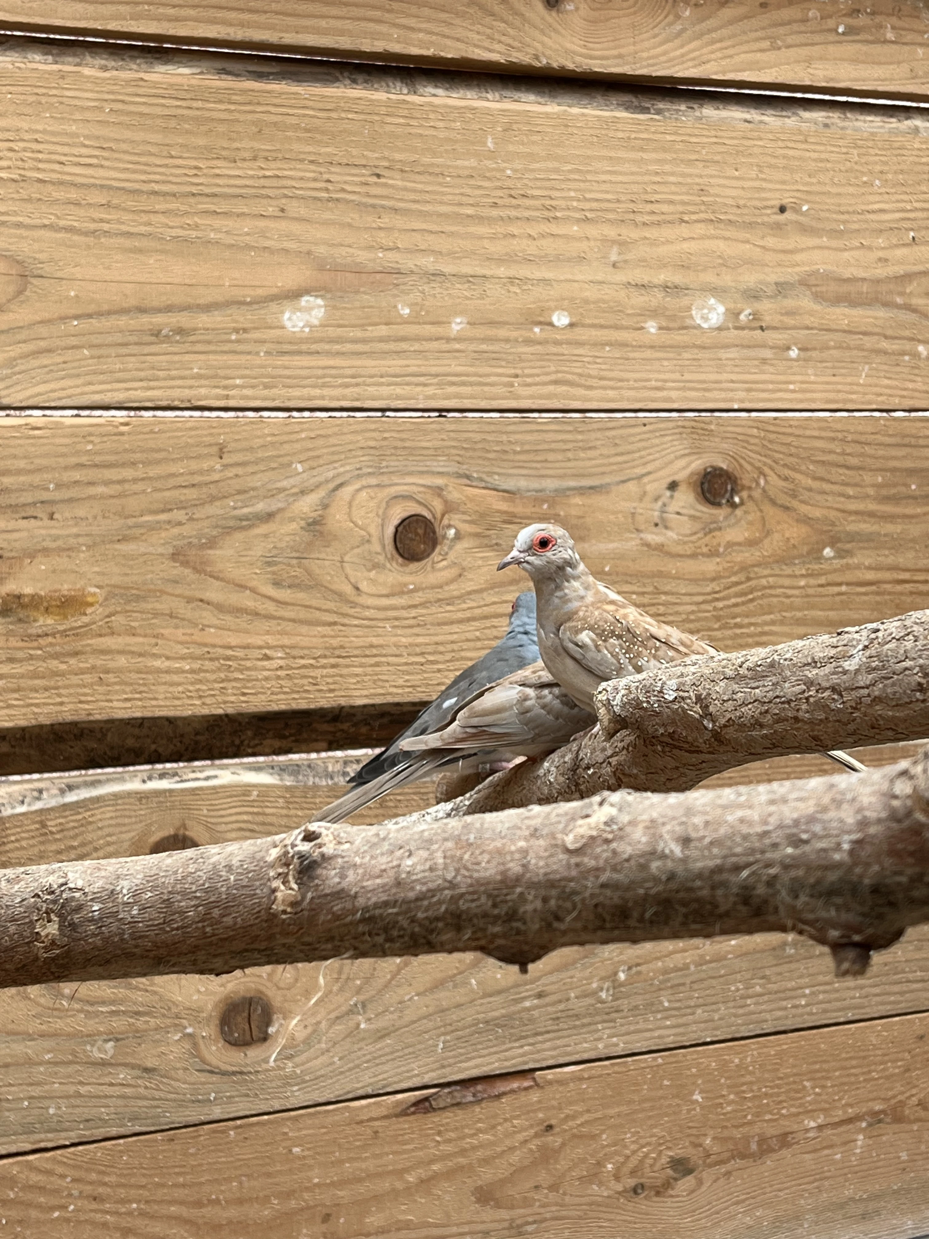 Holoubek diamantový