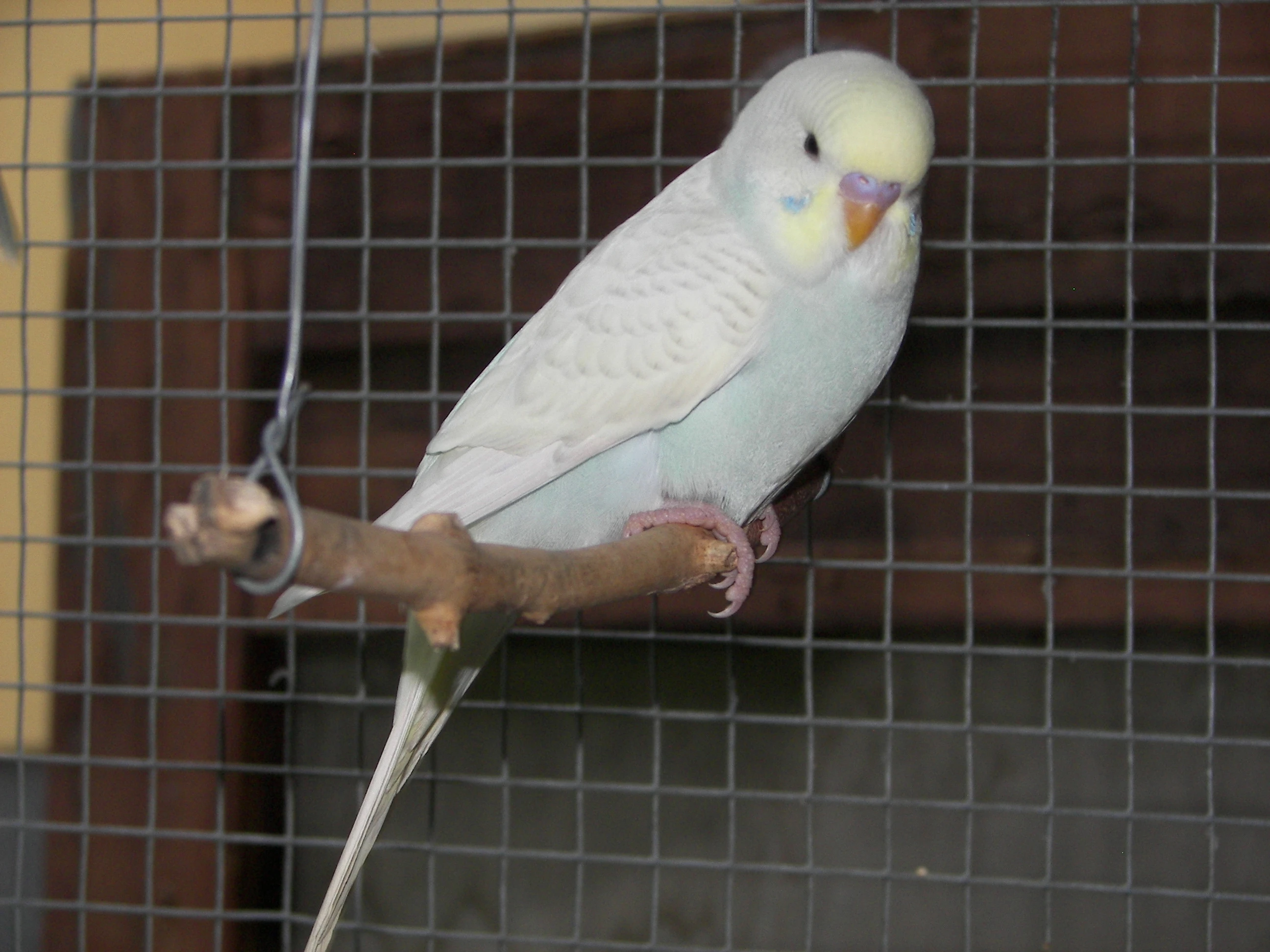 Prodám mladé andulky