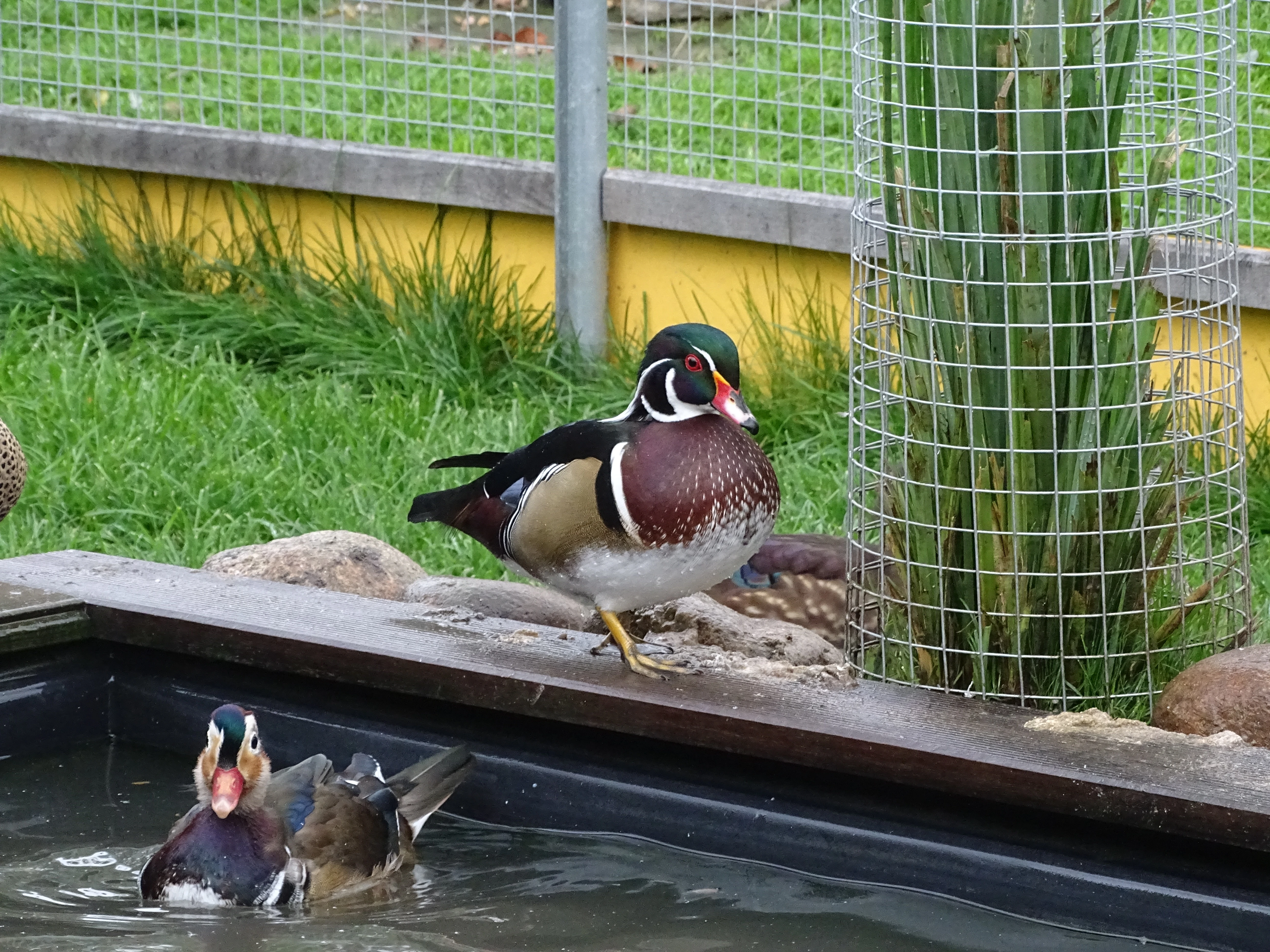 Kachnička karolínská přírodní