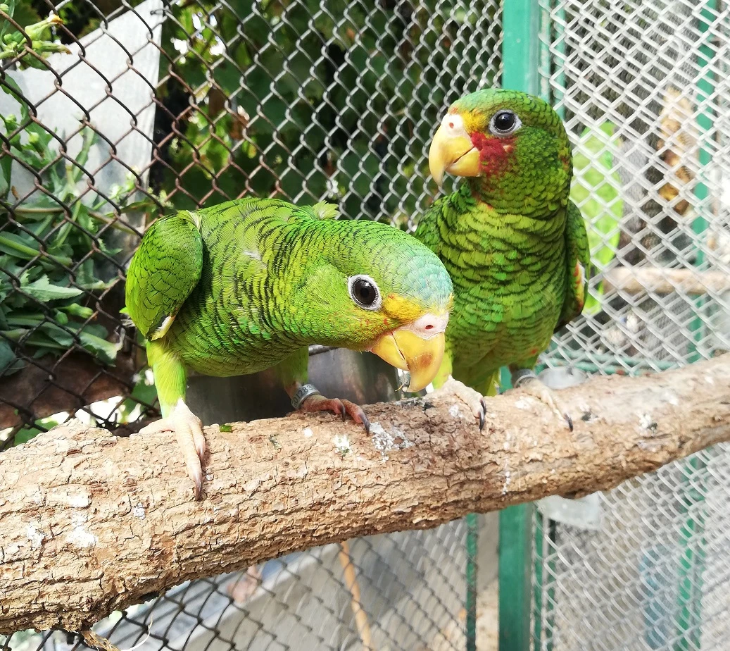 Amazoňan černouchý