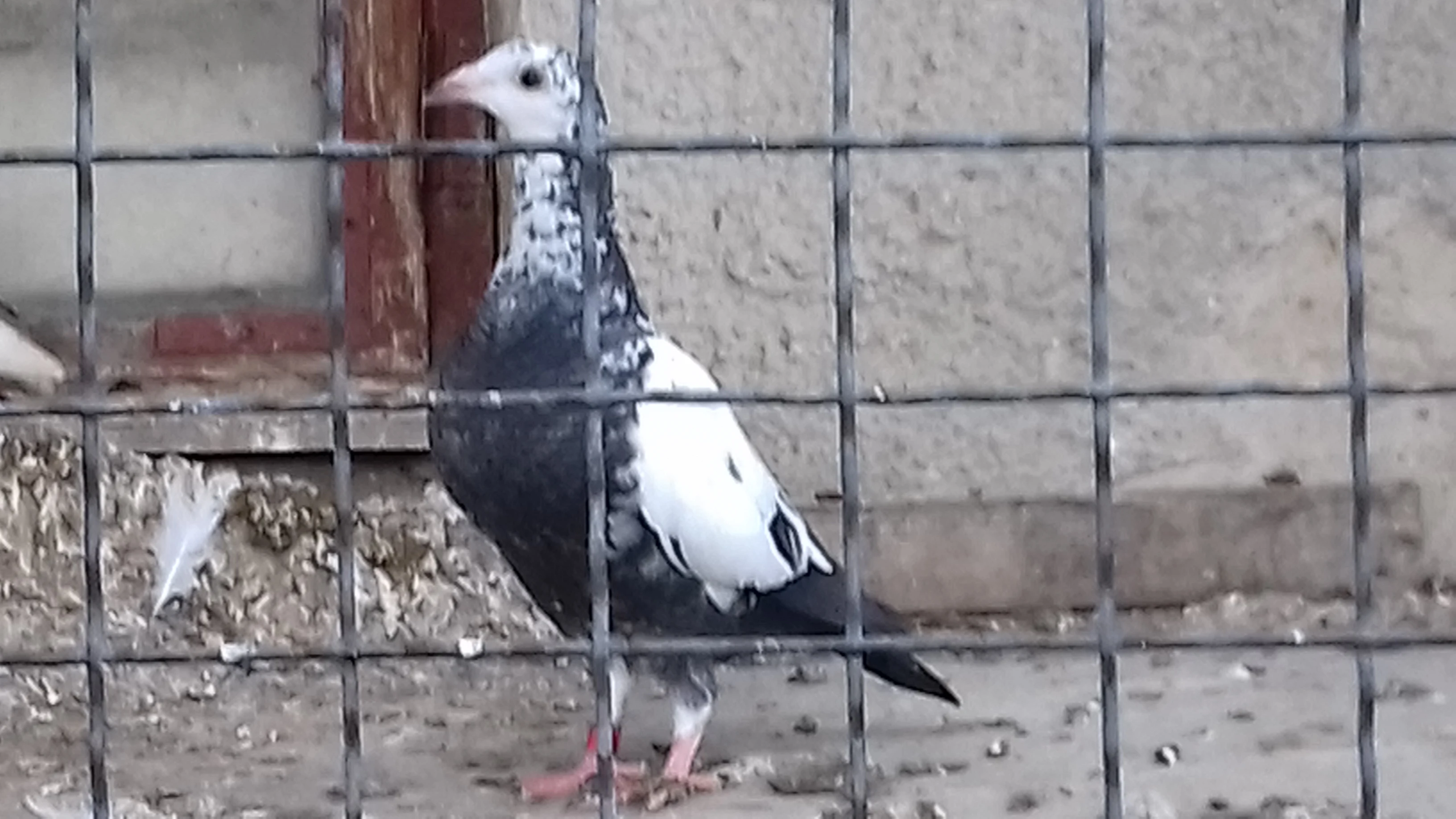 PH černě tygrované