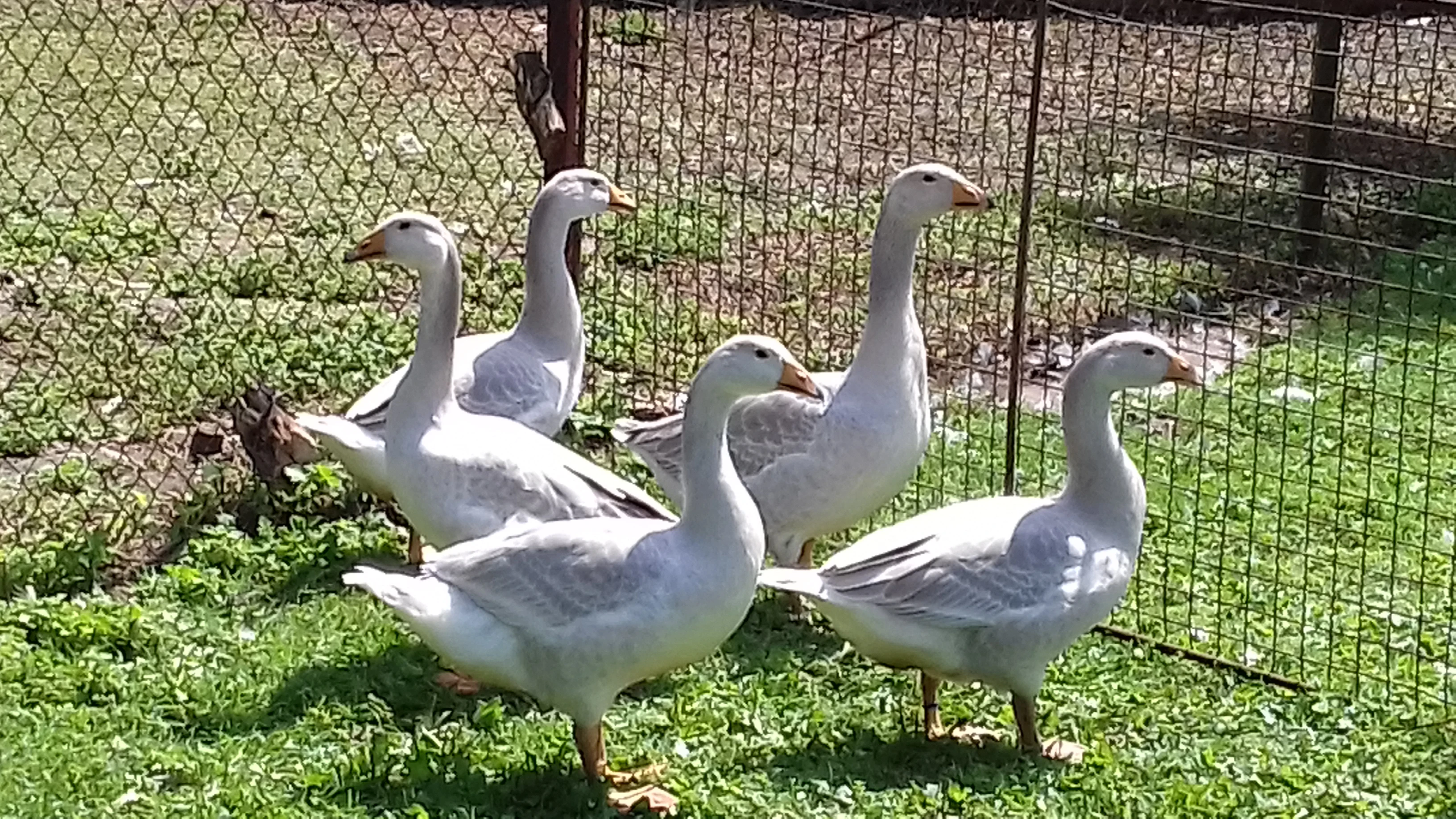 Mladé husy Štajnbašské modré.