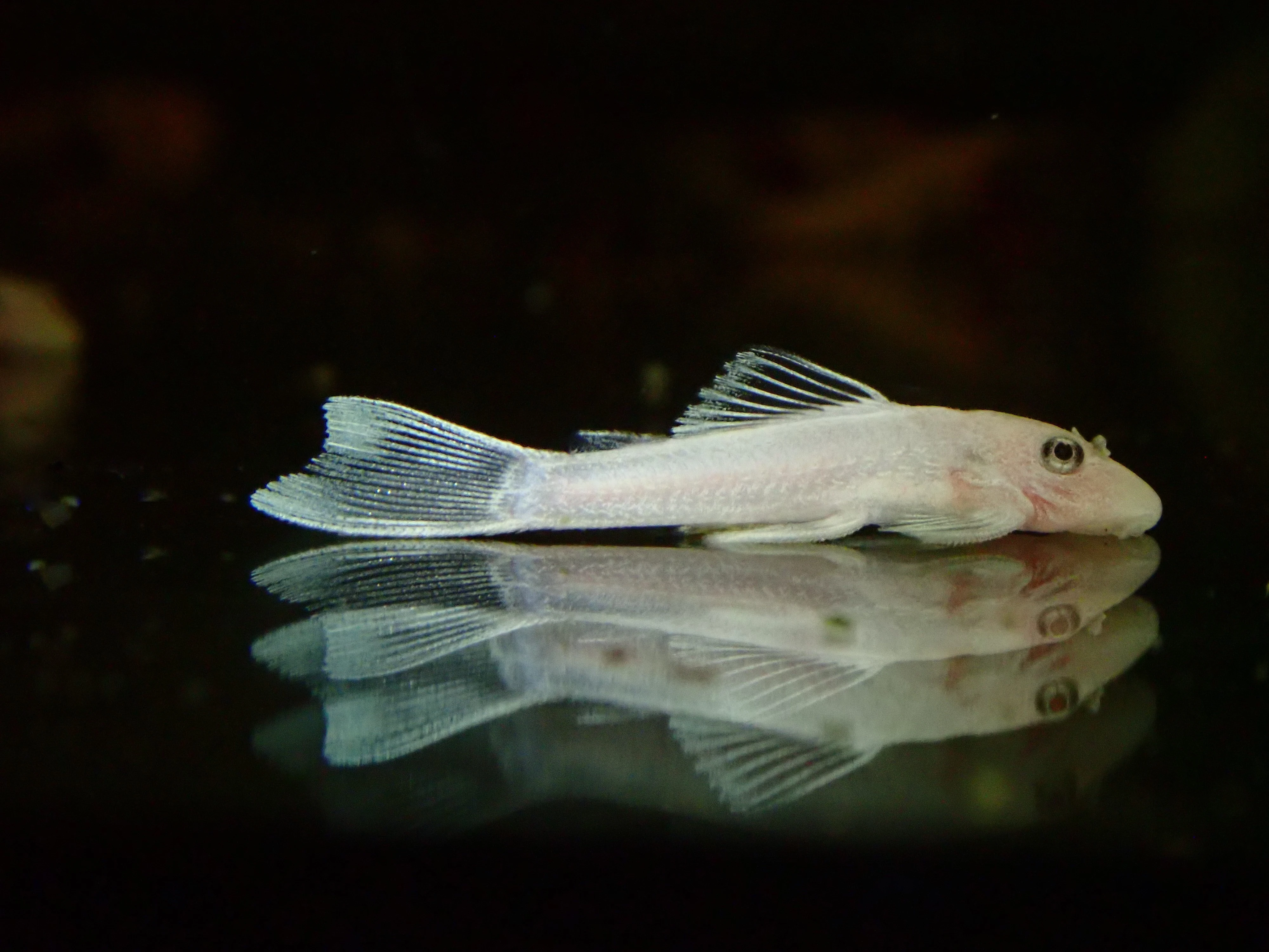 Ancistrus L144 snow white