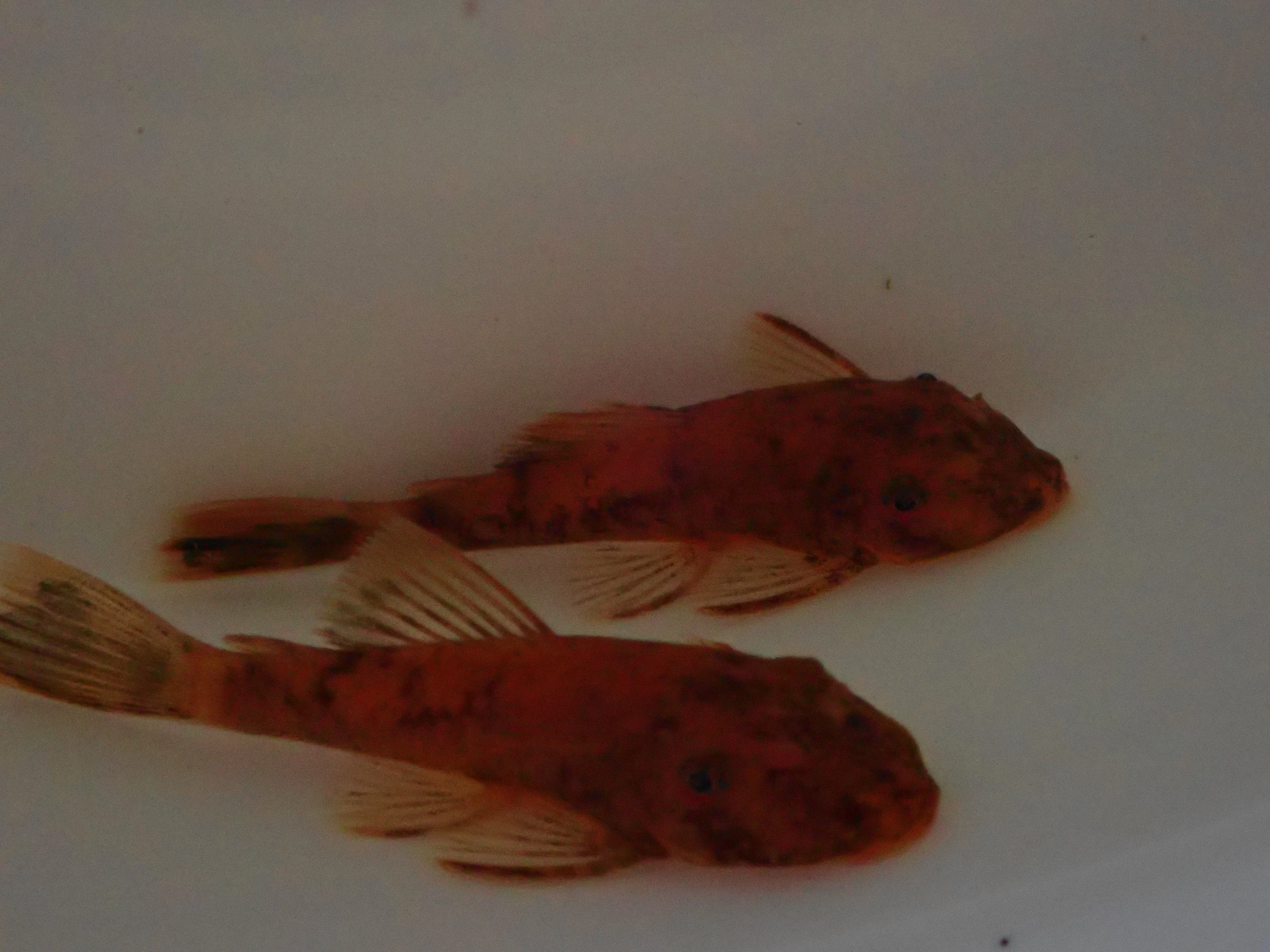 Ancistrus Lda16