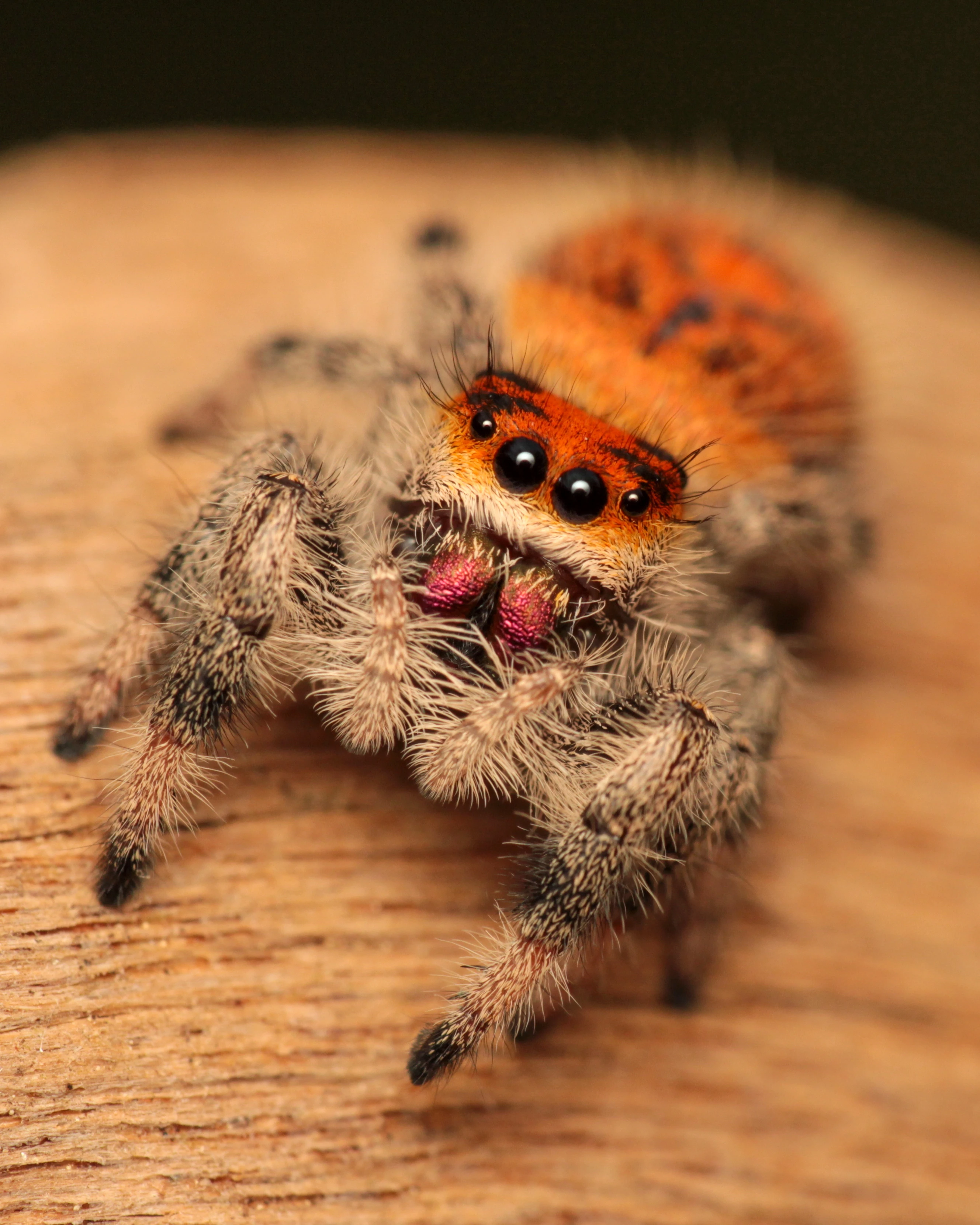 Phidippus regius Everglades