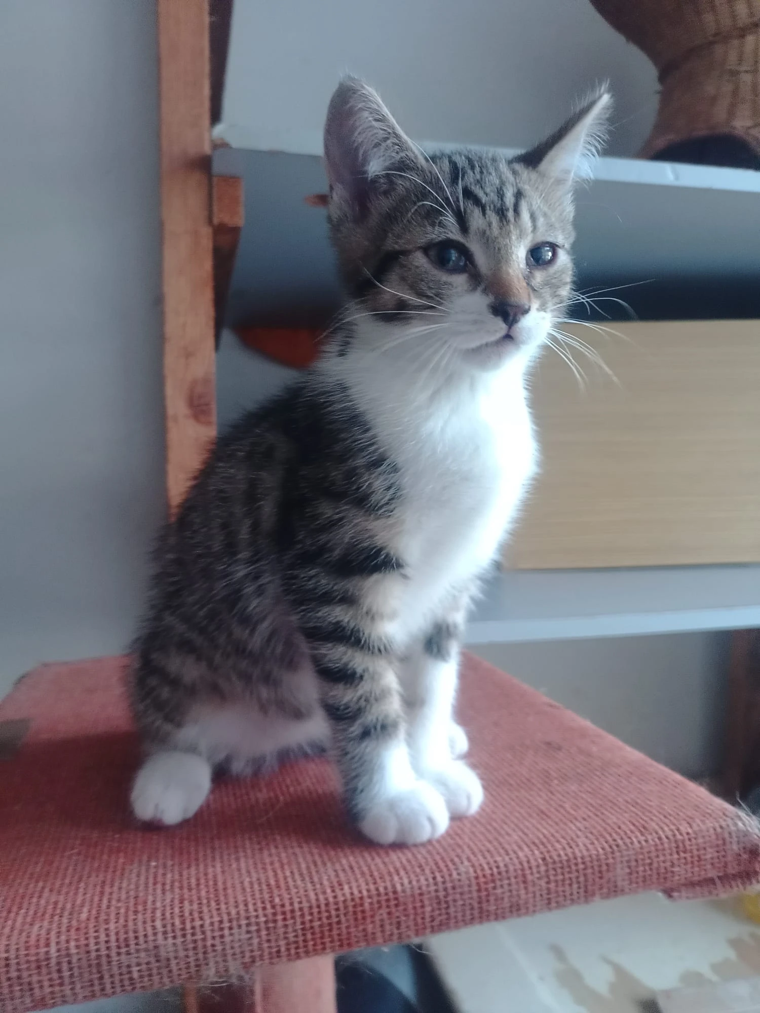 Kočičky hledají domov.