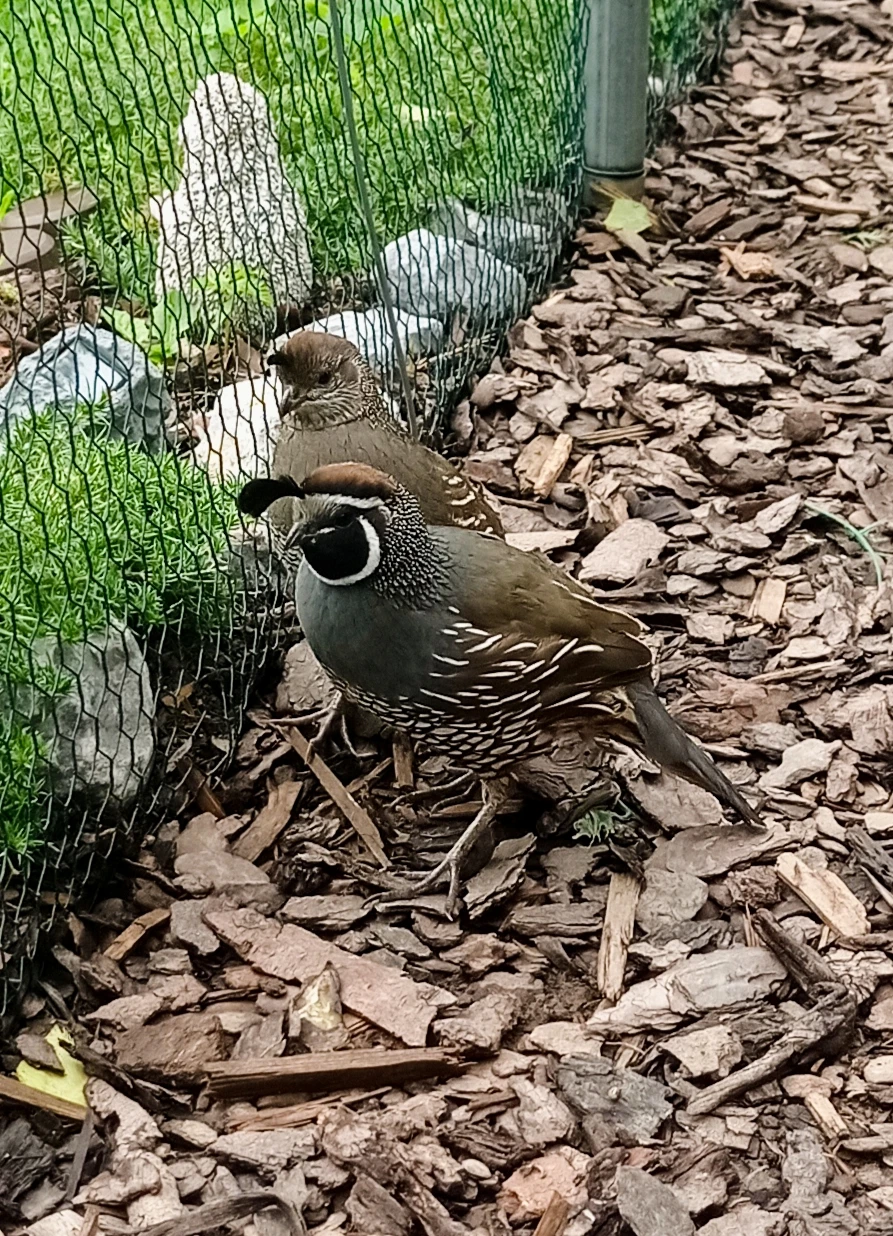 Křepel kalifornský