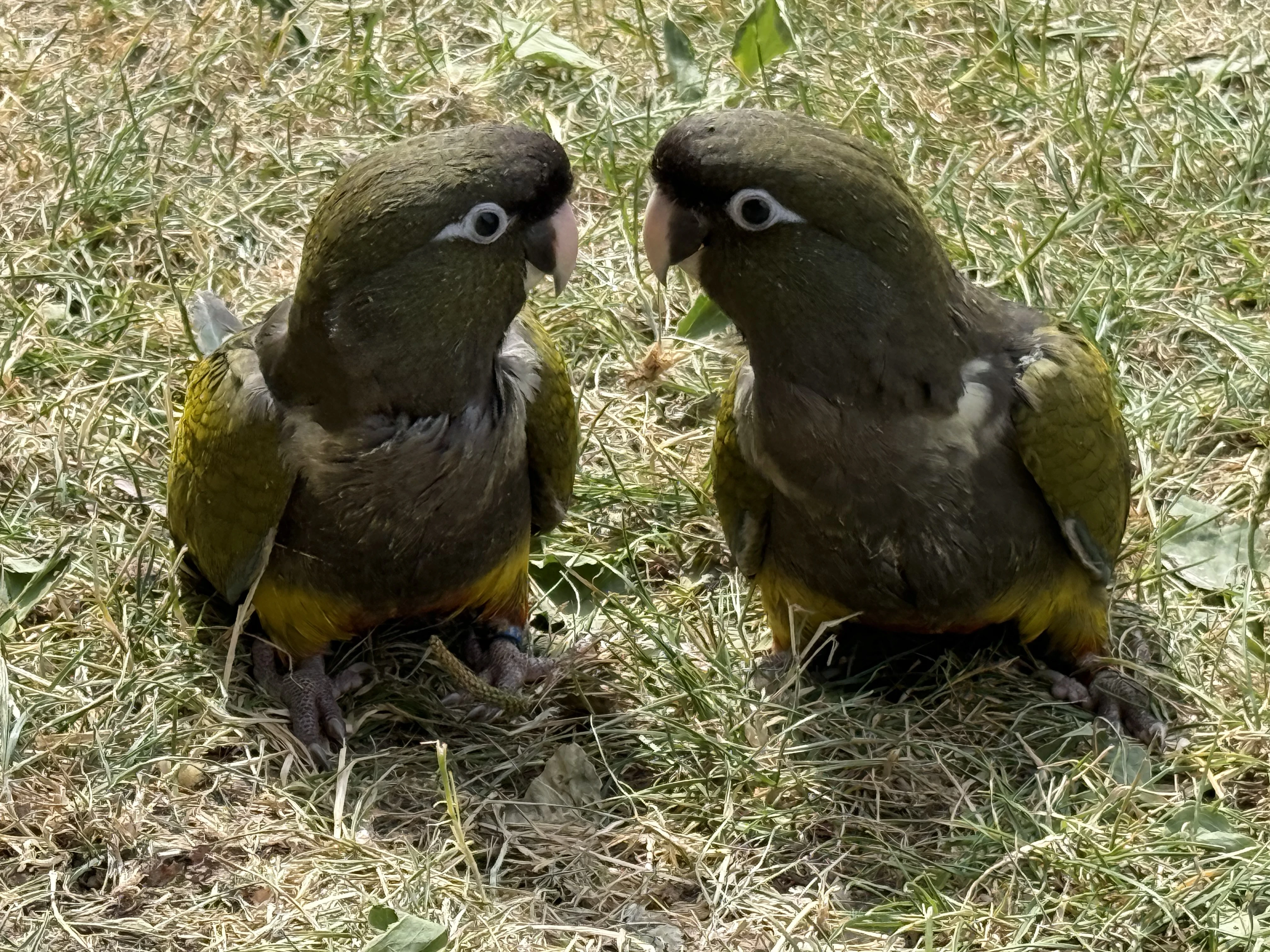 Prodám letošní papoušky patagonské