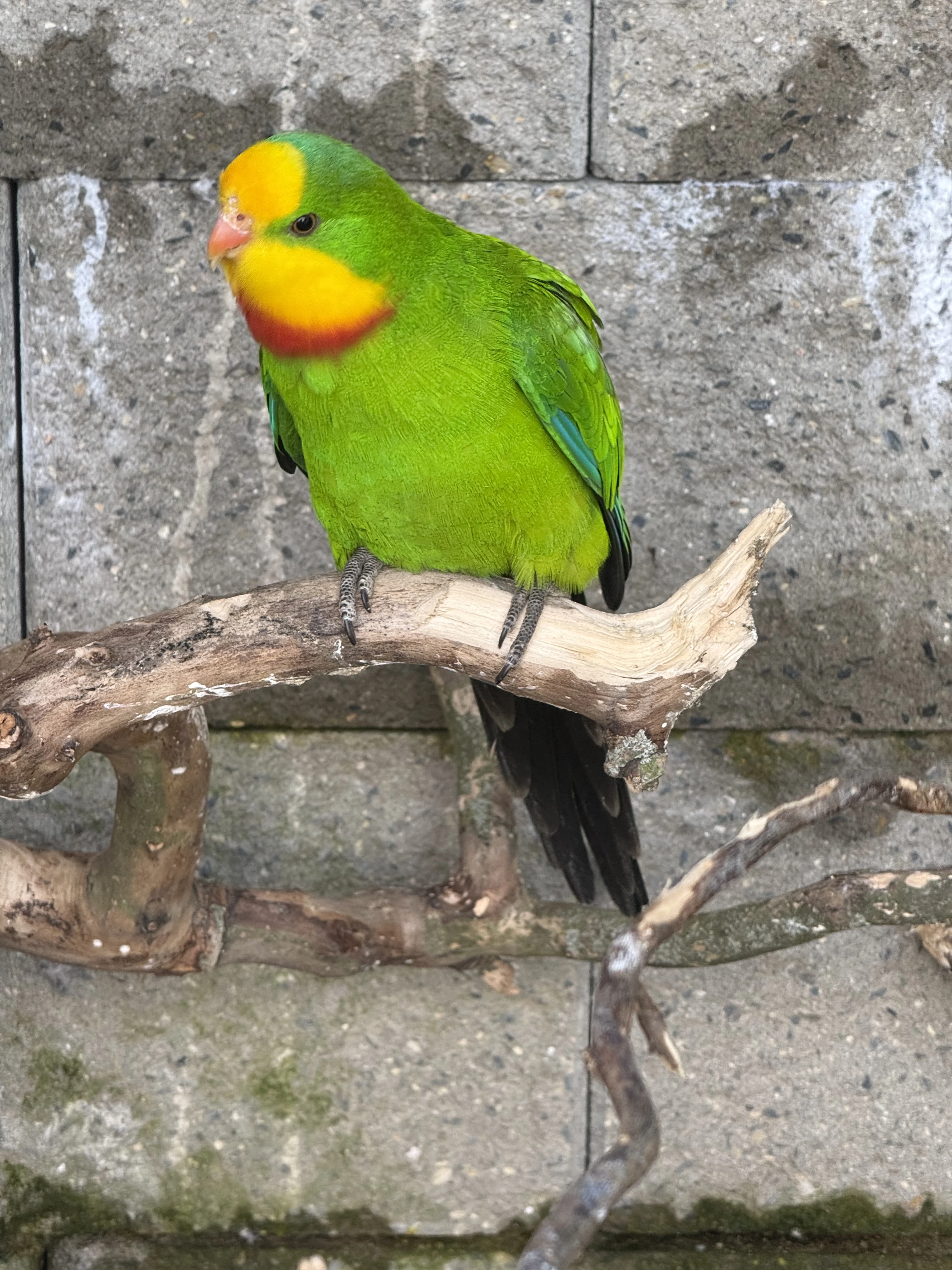 Prodám papoušky nádherné