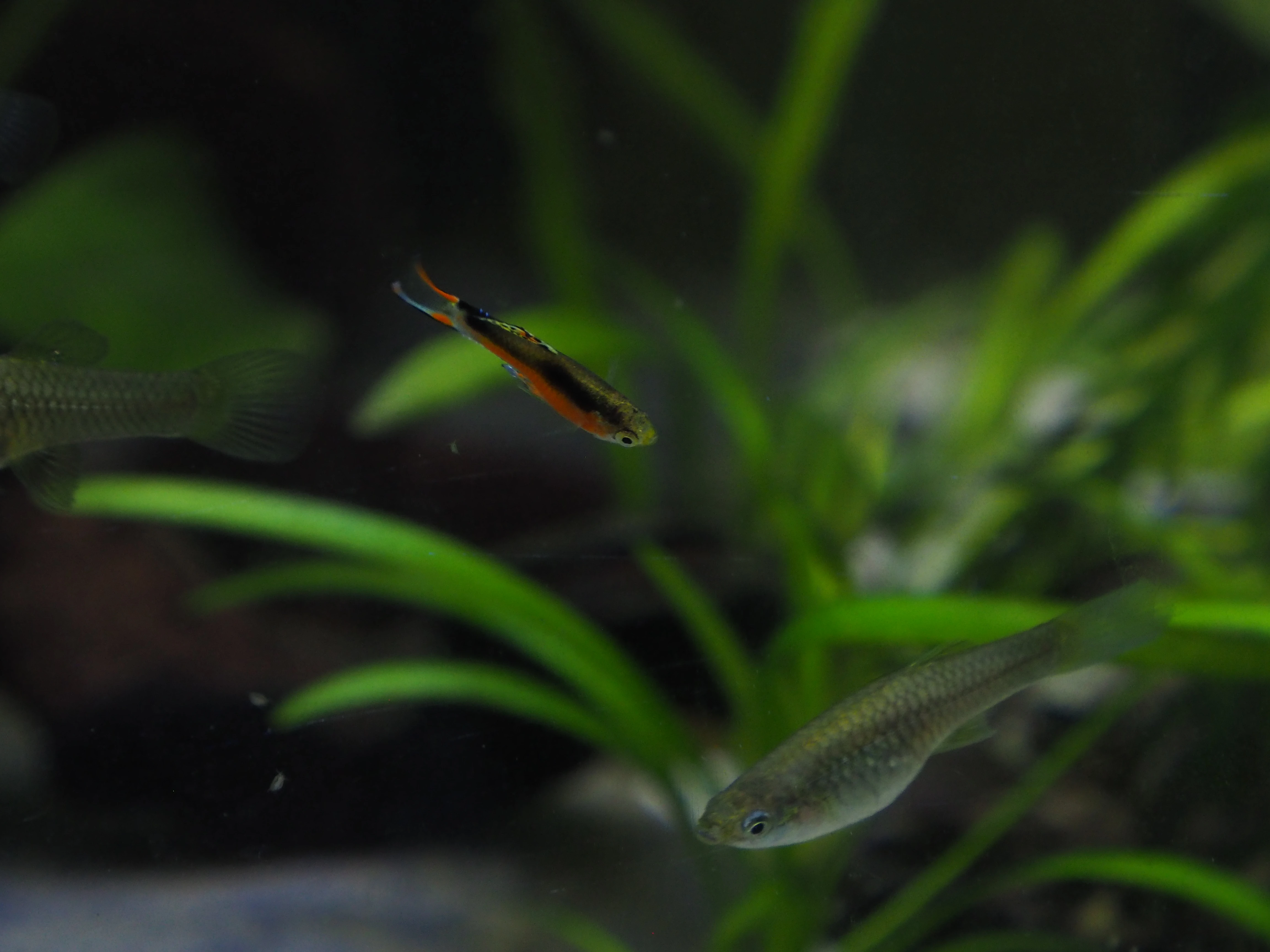 Živorodka Endlerova (Poecilia Wingei var. Santa Maria)