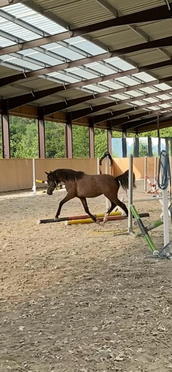 Prodám českého sportovního pony B