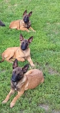 Belgický ovčák malinois