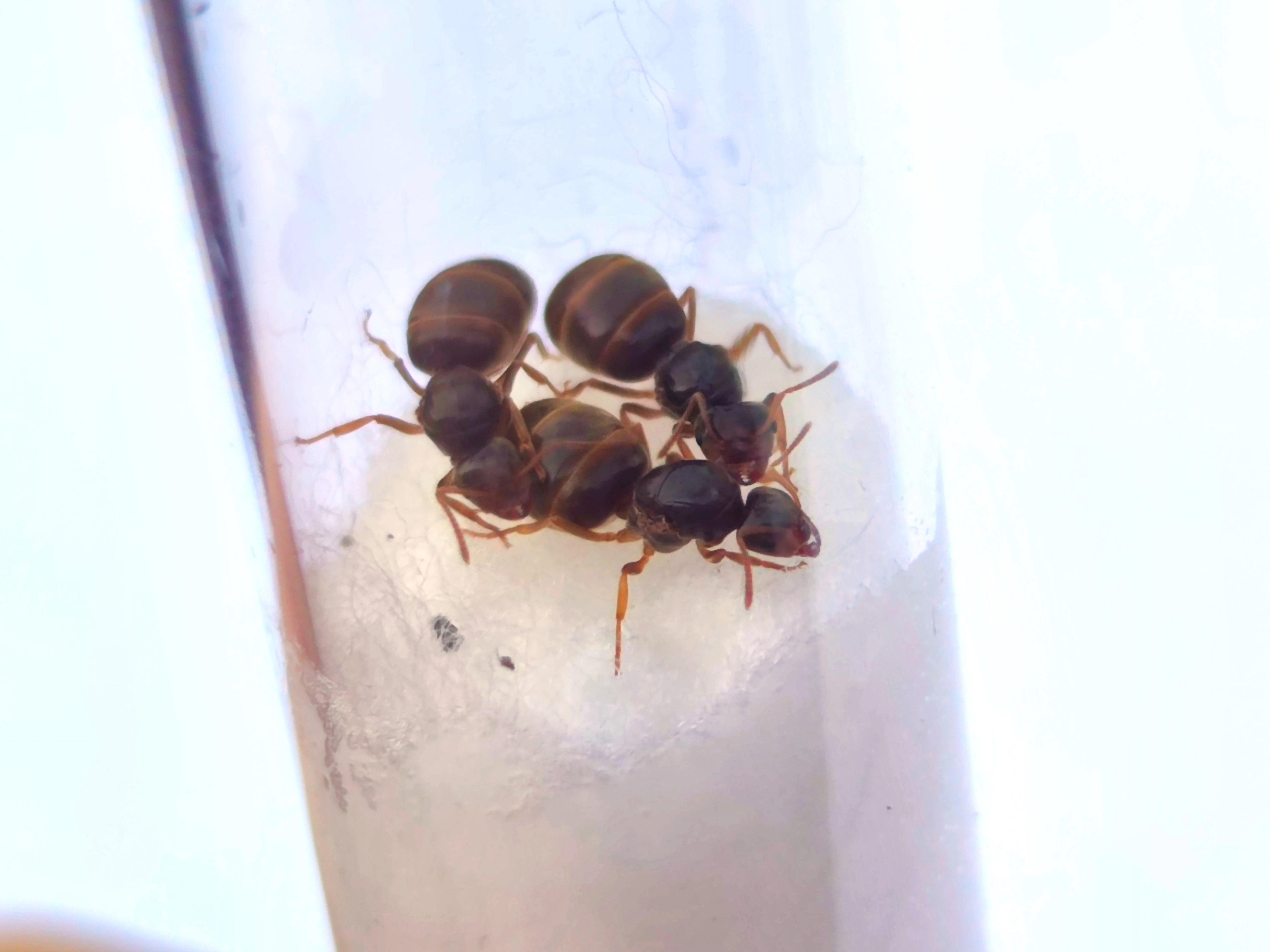 Lasius flavus - mravenec žlutý