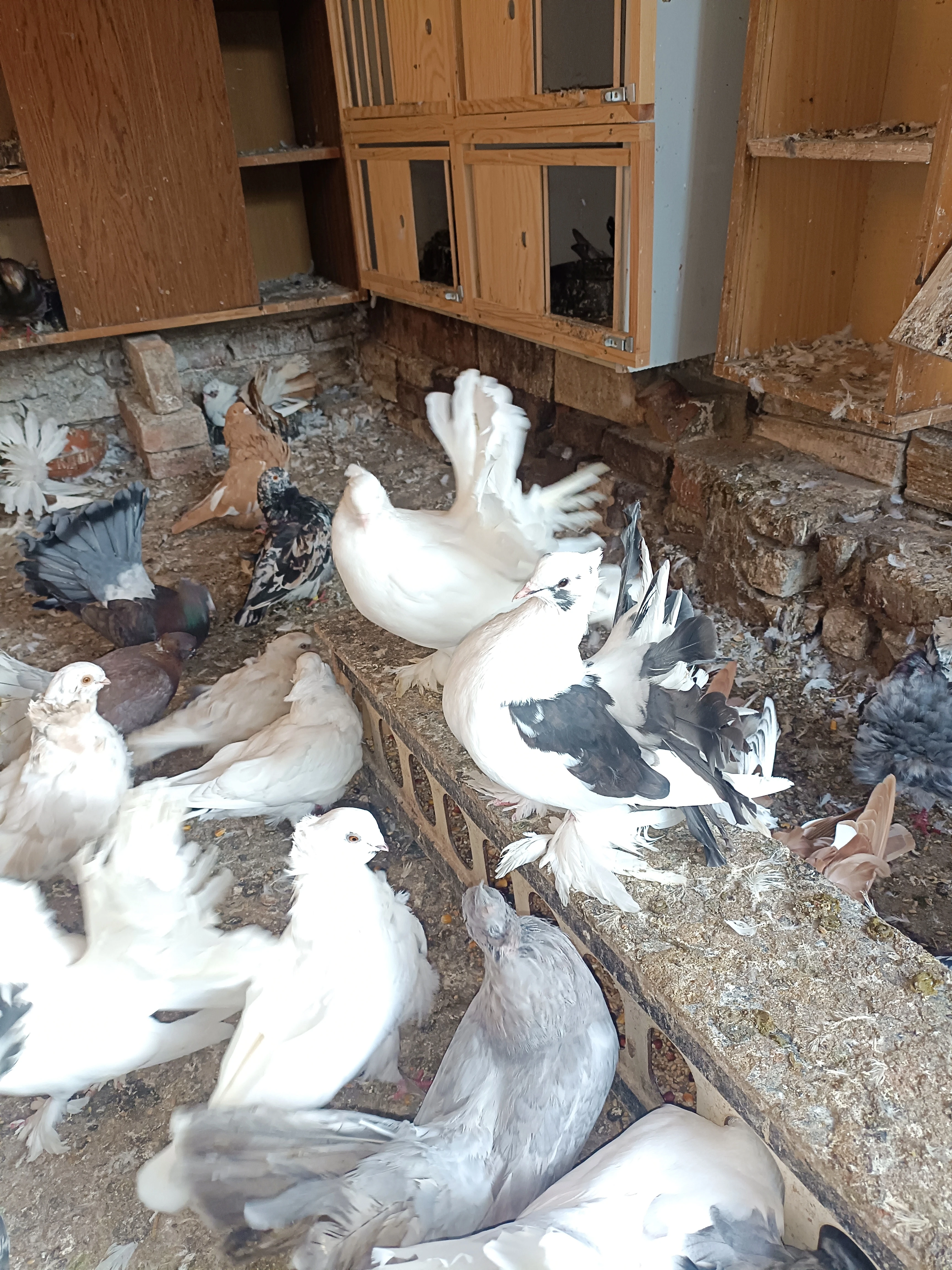 Prodám indický paviky