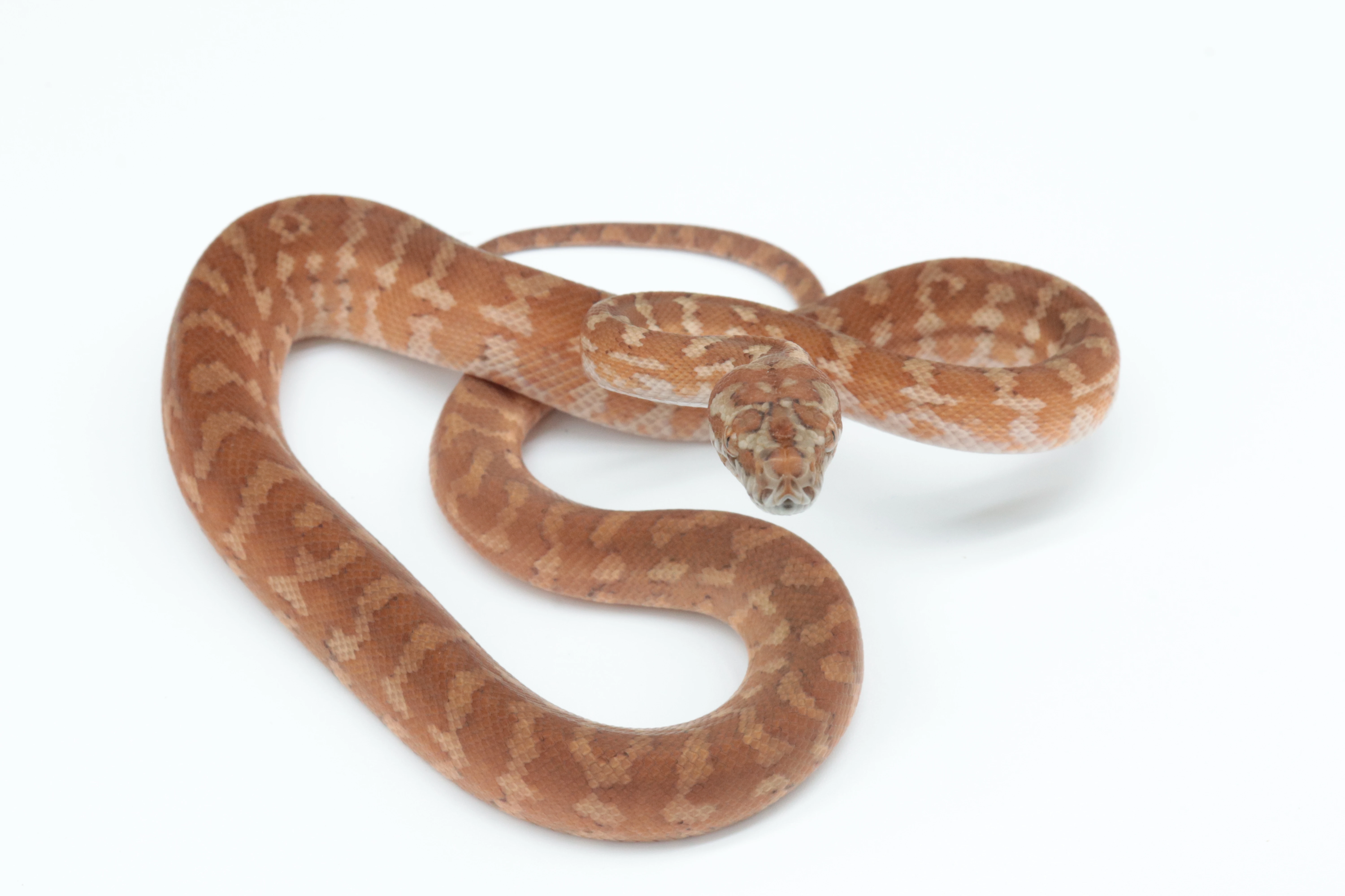 Morelia bredli, Morelia spilota, Antaresia childreni