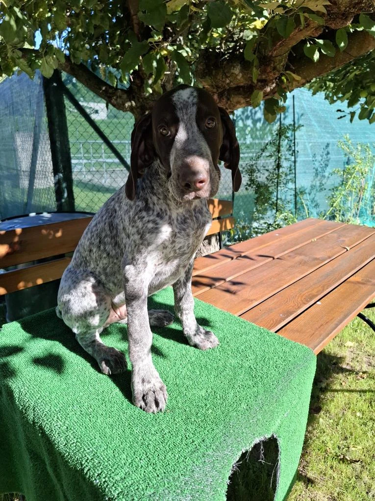 Štěňata německého krátkosrstého ohaře