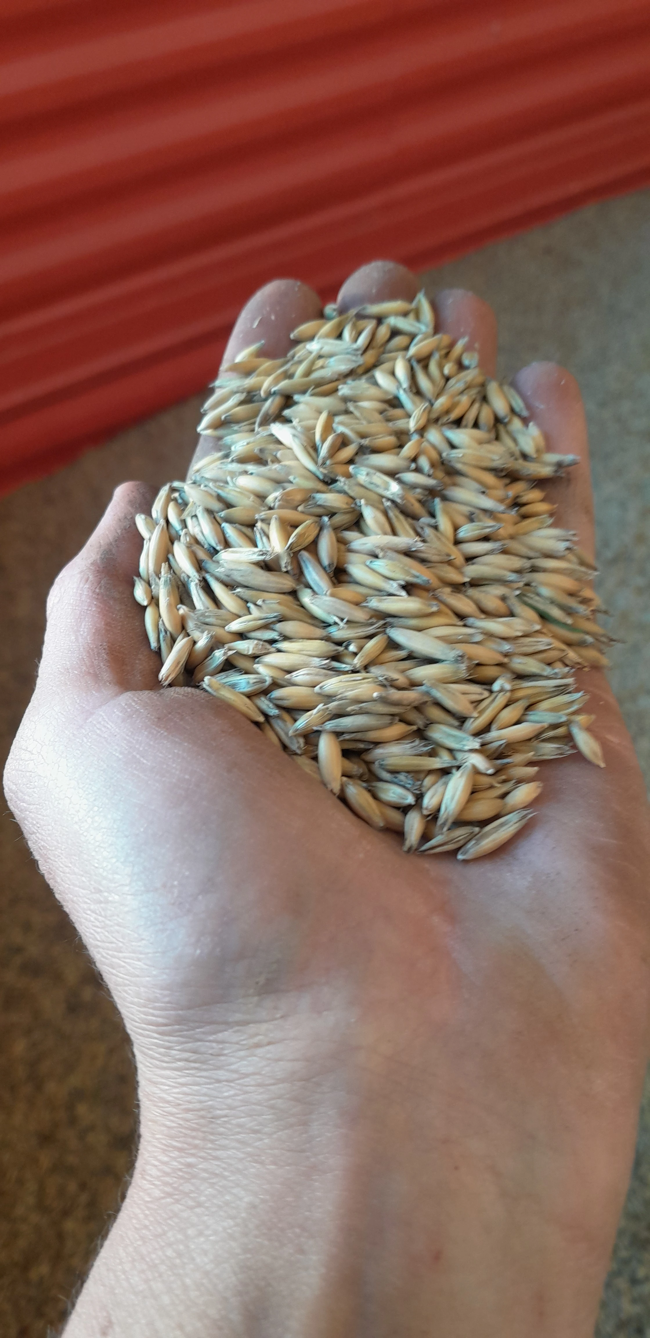 Pšenice, ječmen, oves, sláma