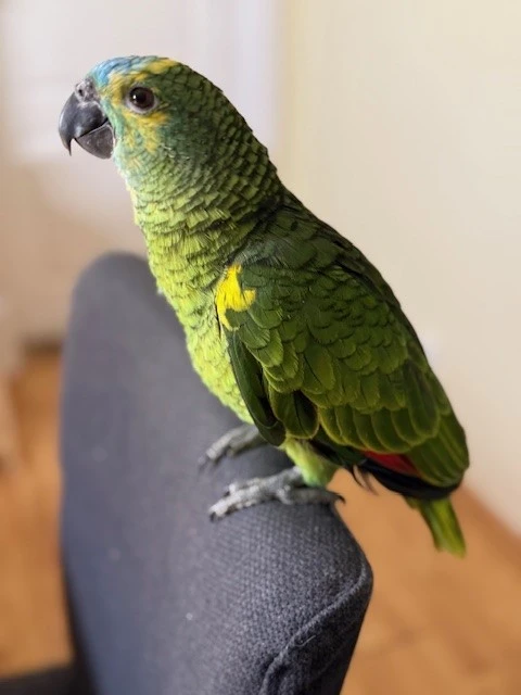 Amazoňan modročelý - ručně dokrmené samice