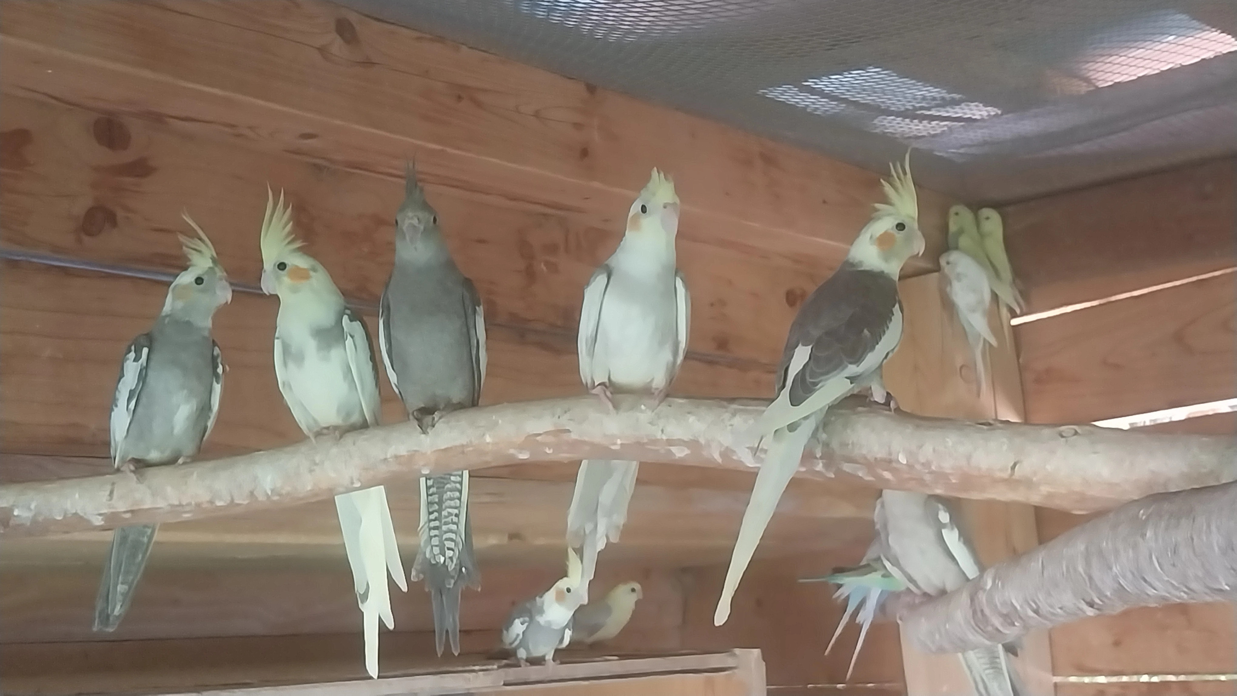 Prodám Korelu chocholatou