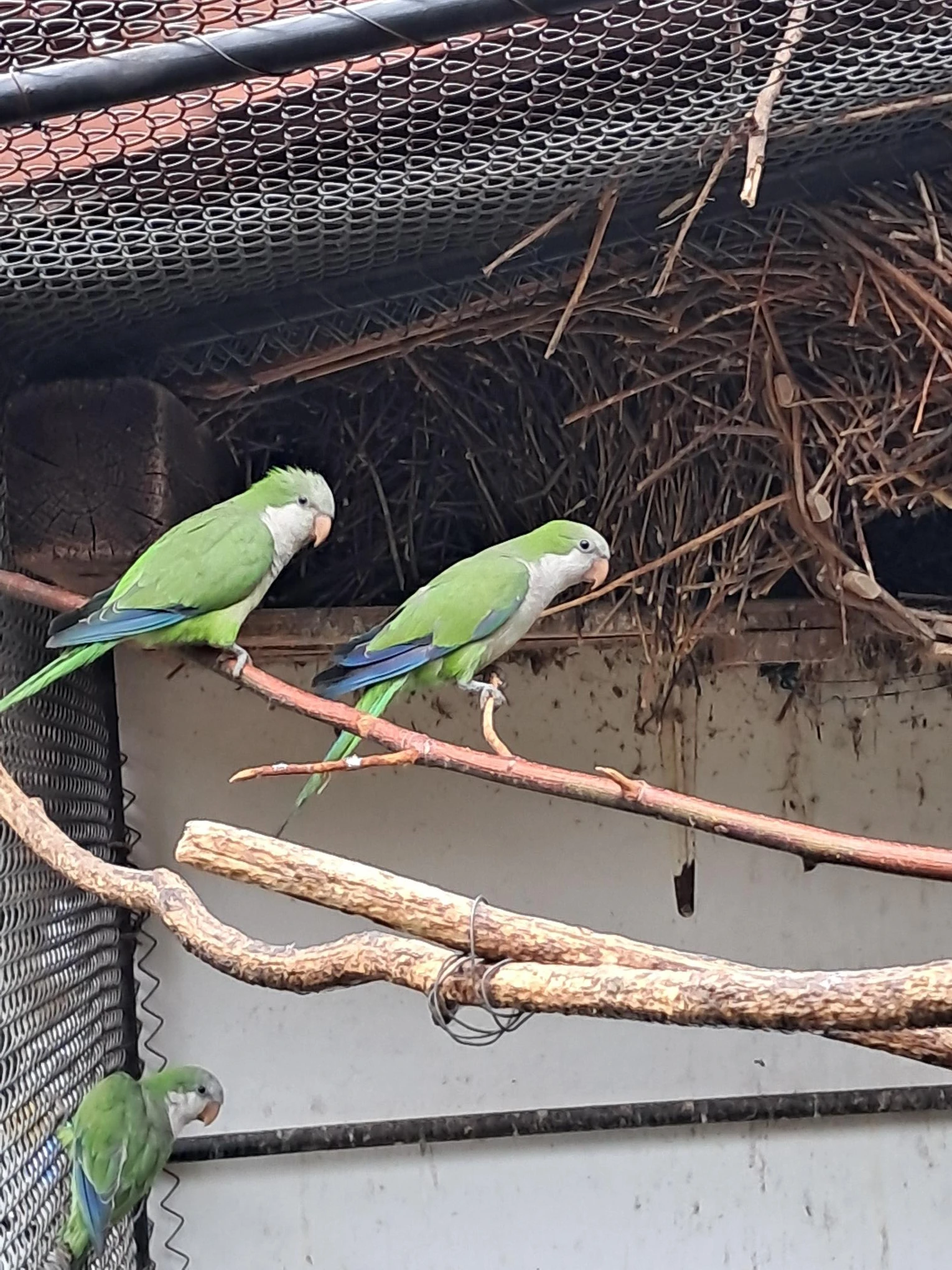 Mladata jiz k odberu.