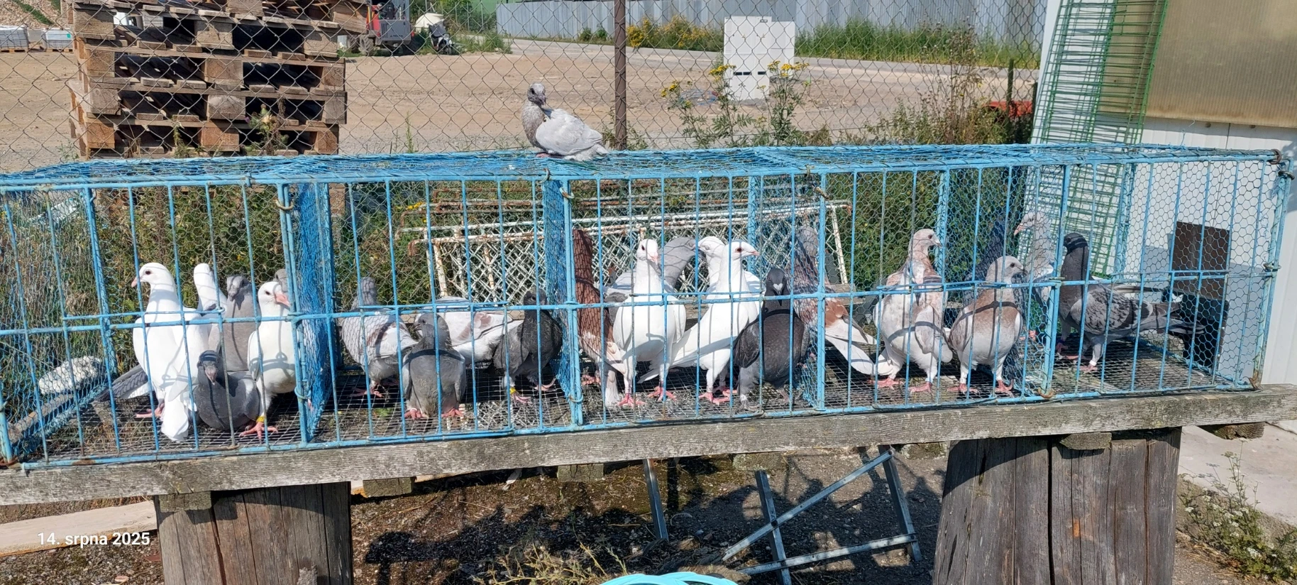 Prodam vyletky PH standart   vsech barev krouzkovane