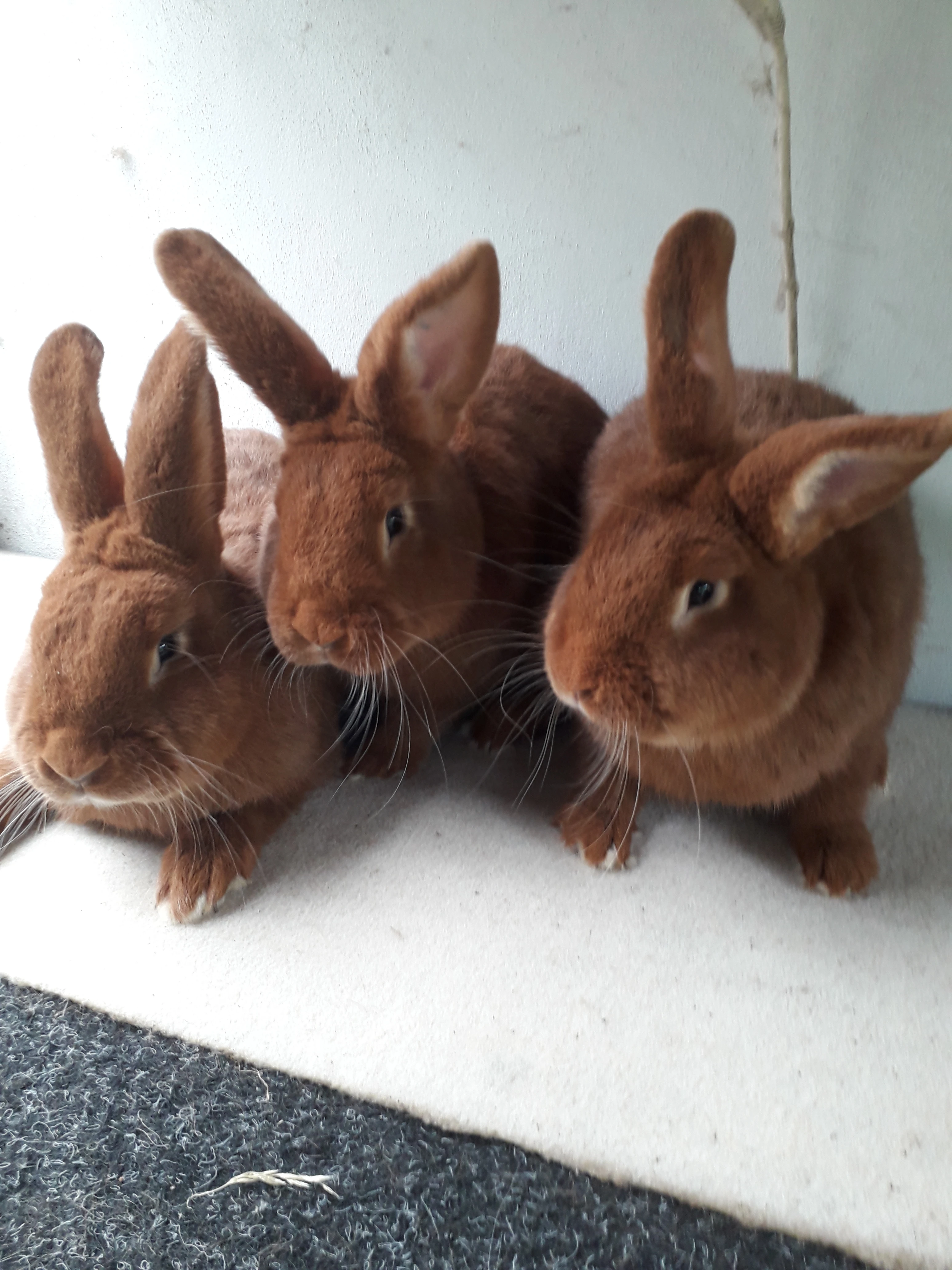 Novozelandský červený