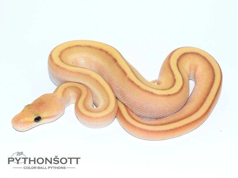 Nová nabídka mláďat krajty královské