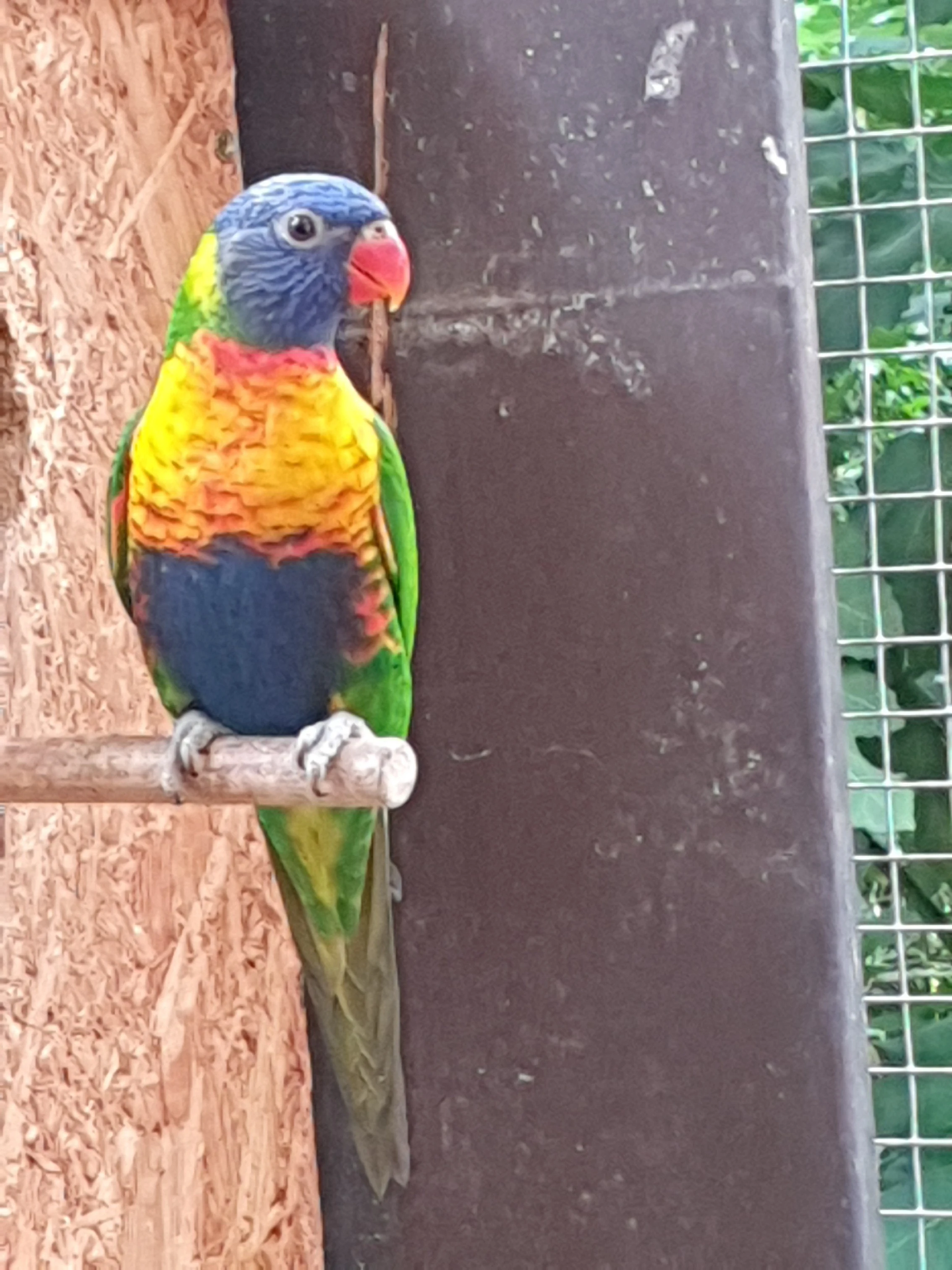 Prodej Lori mnohobarvý horský