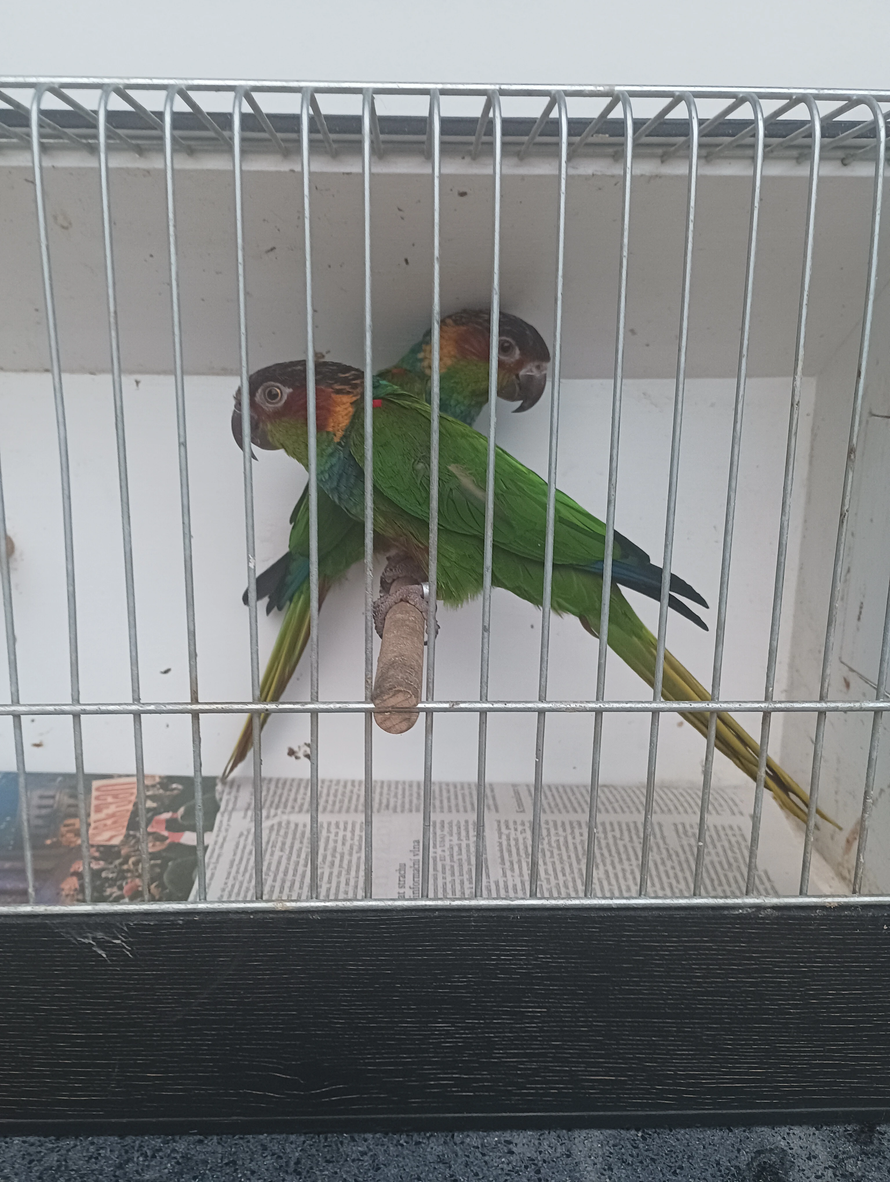 Prodám pyrura modrobradý cruentata