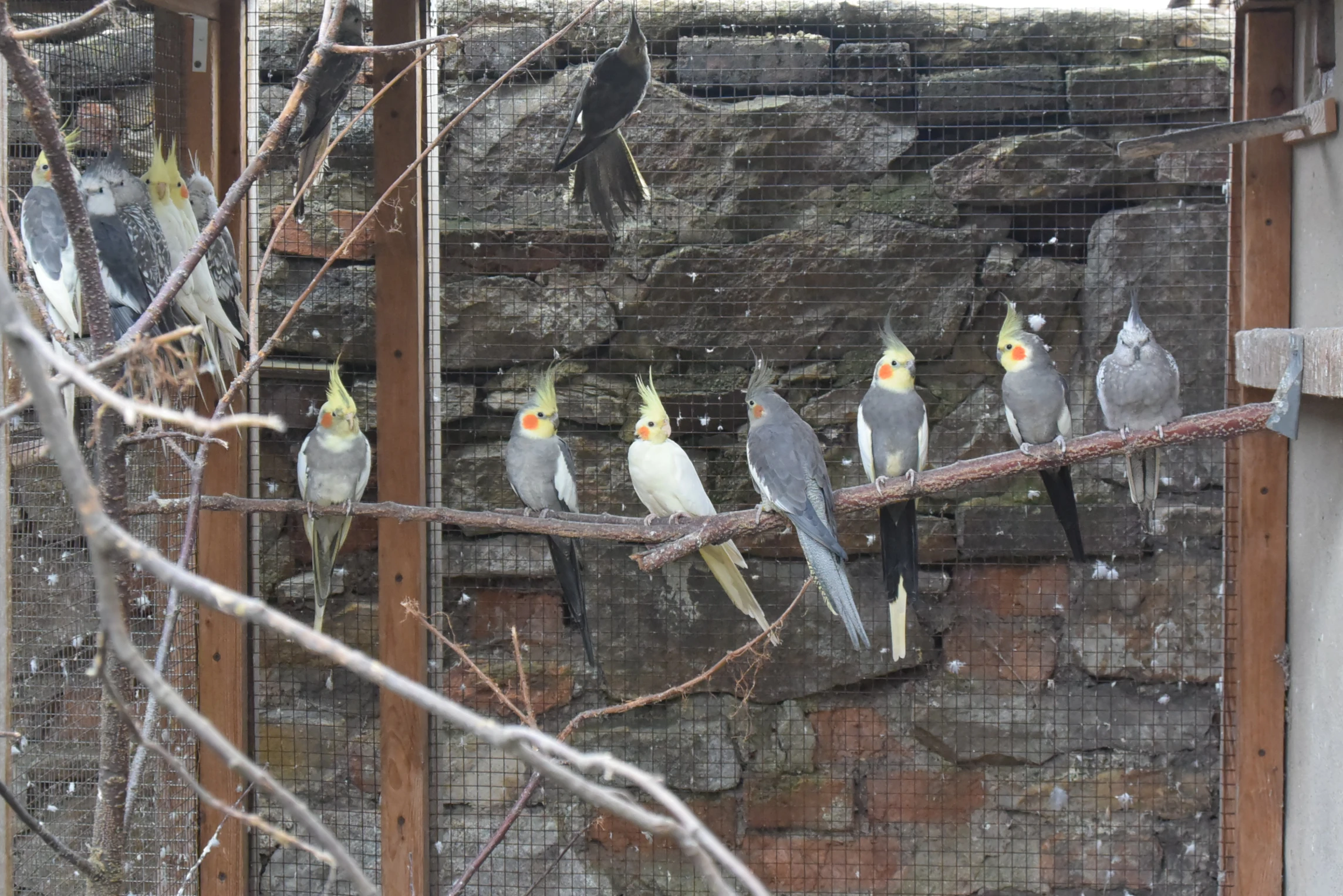 Prodám letošní odchov korel chocholatých