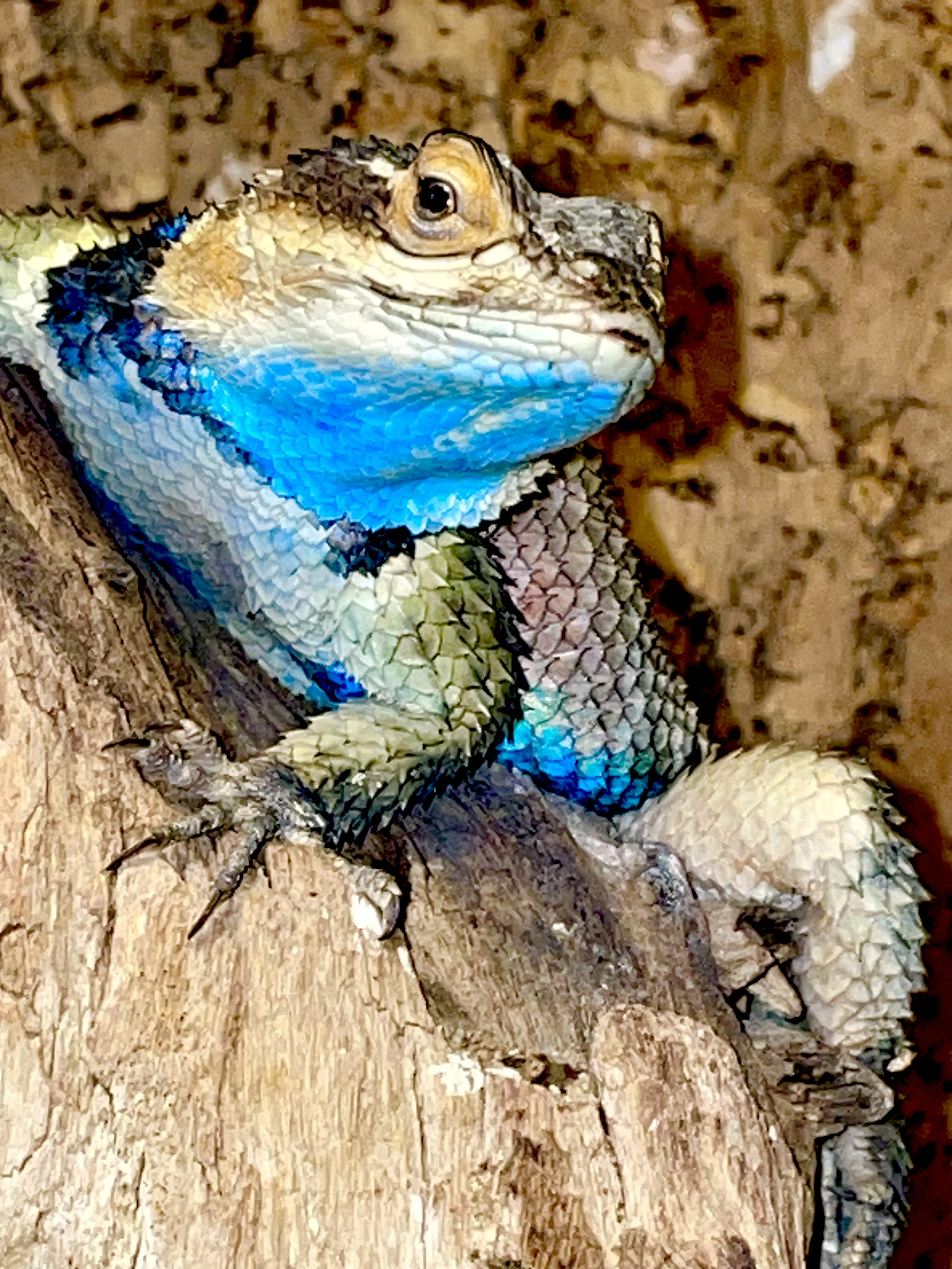 1,1 sceloporus cyanogenys