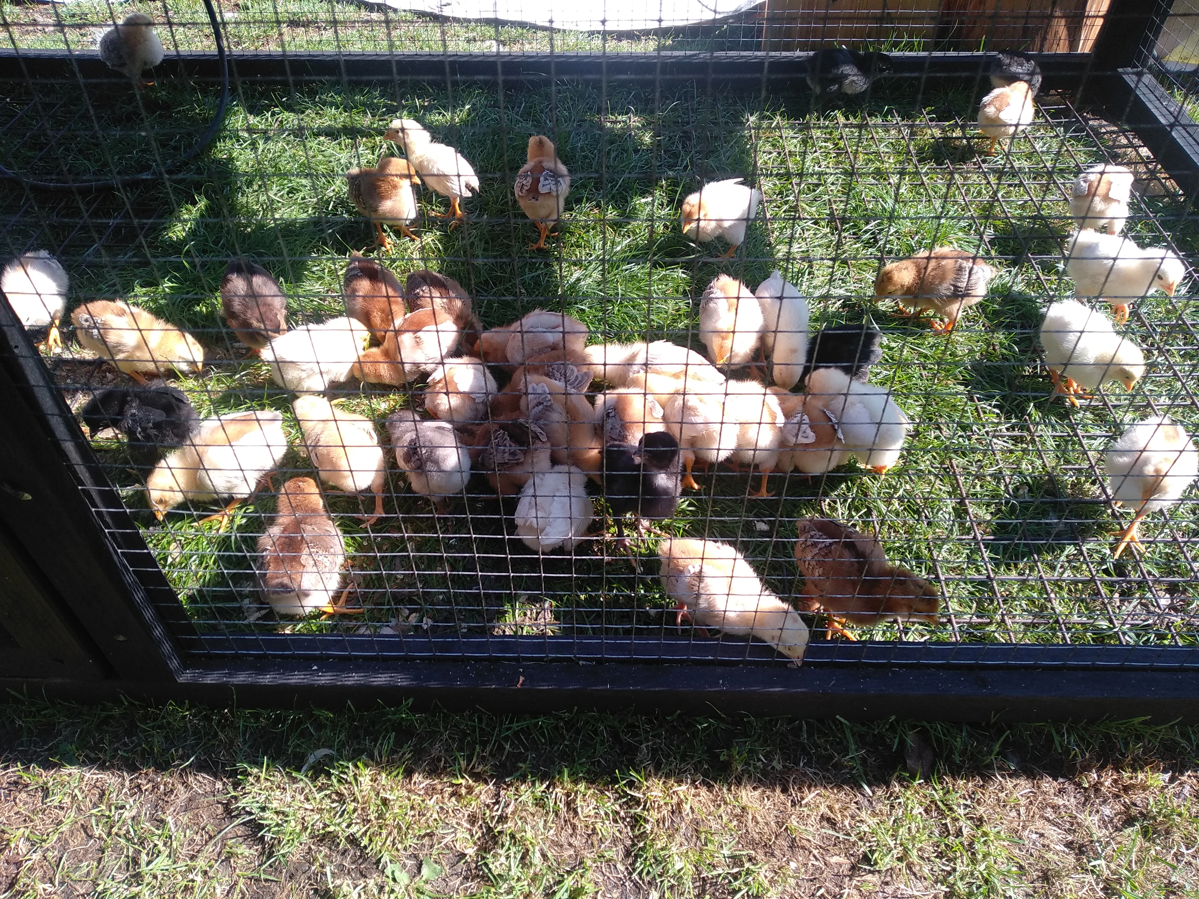 Desetidenní kuřata.