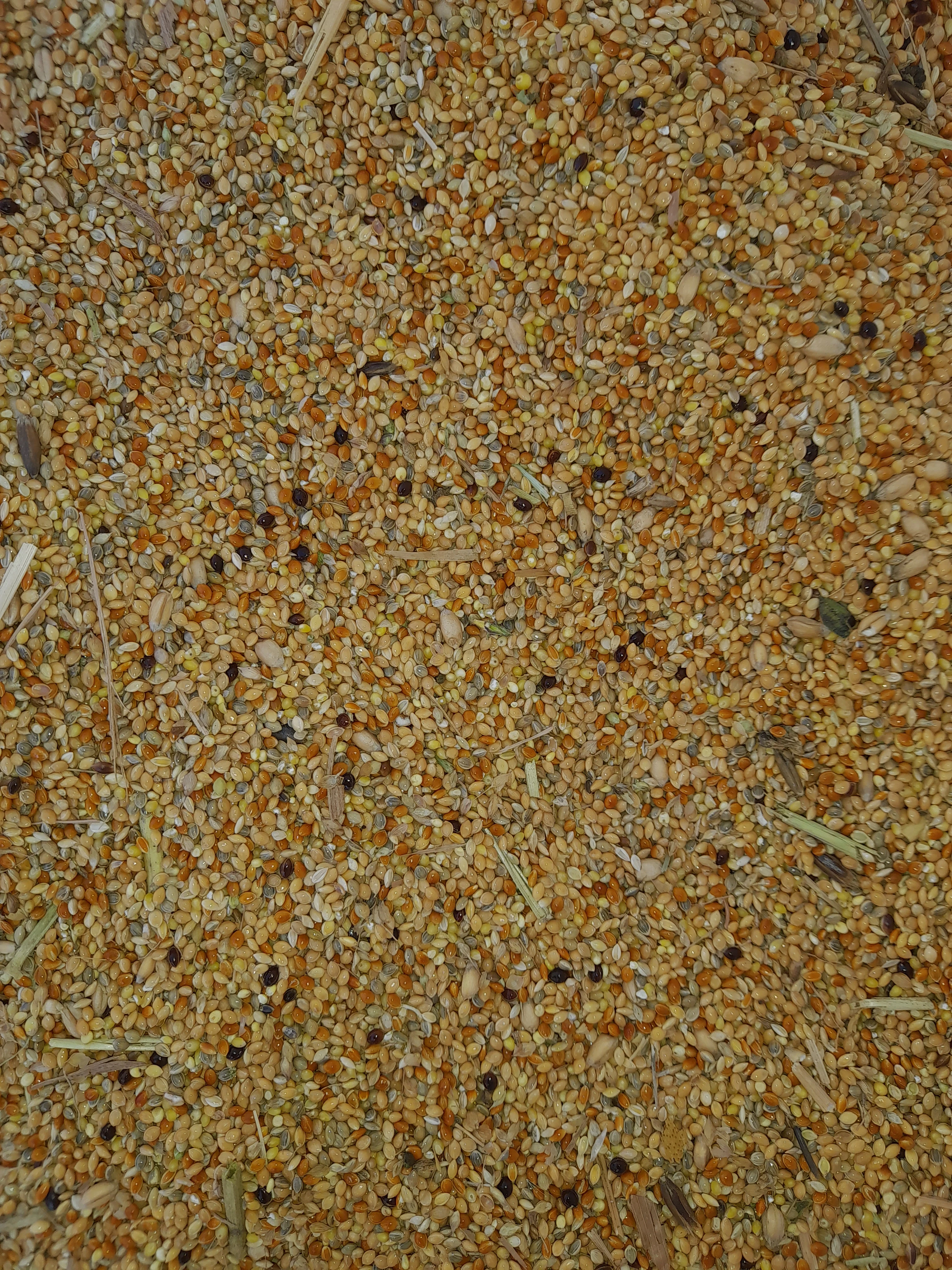 Proso Ječmen Pšenice