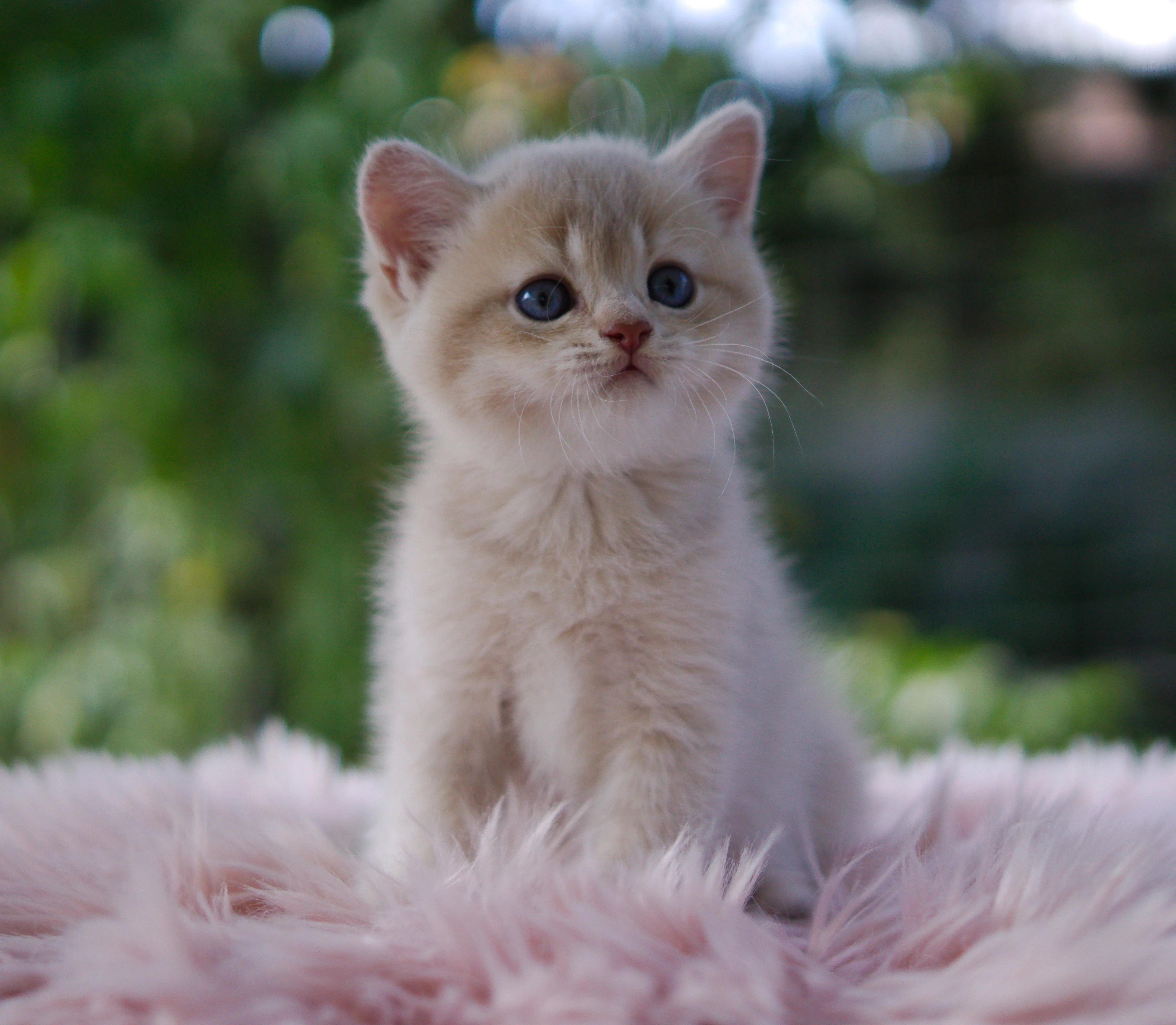 Britská koťátka v exkluzivních barvách