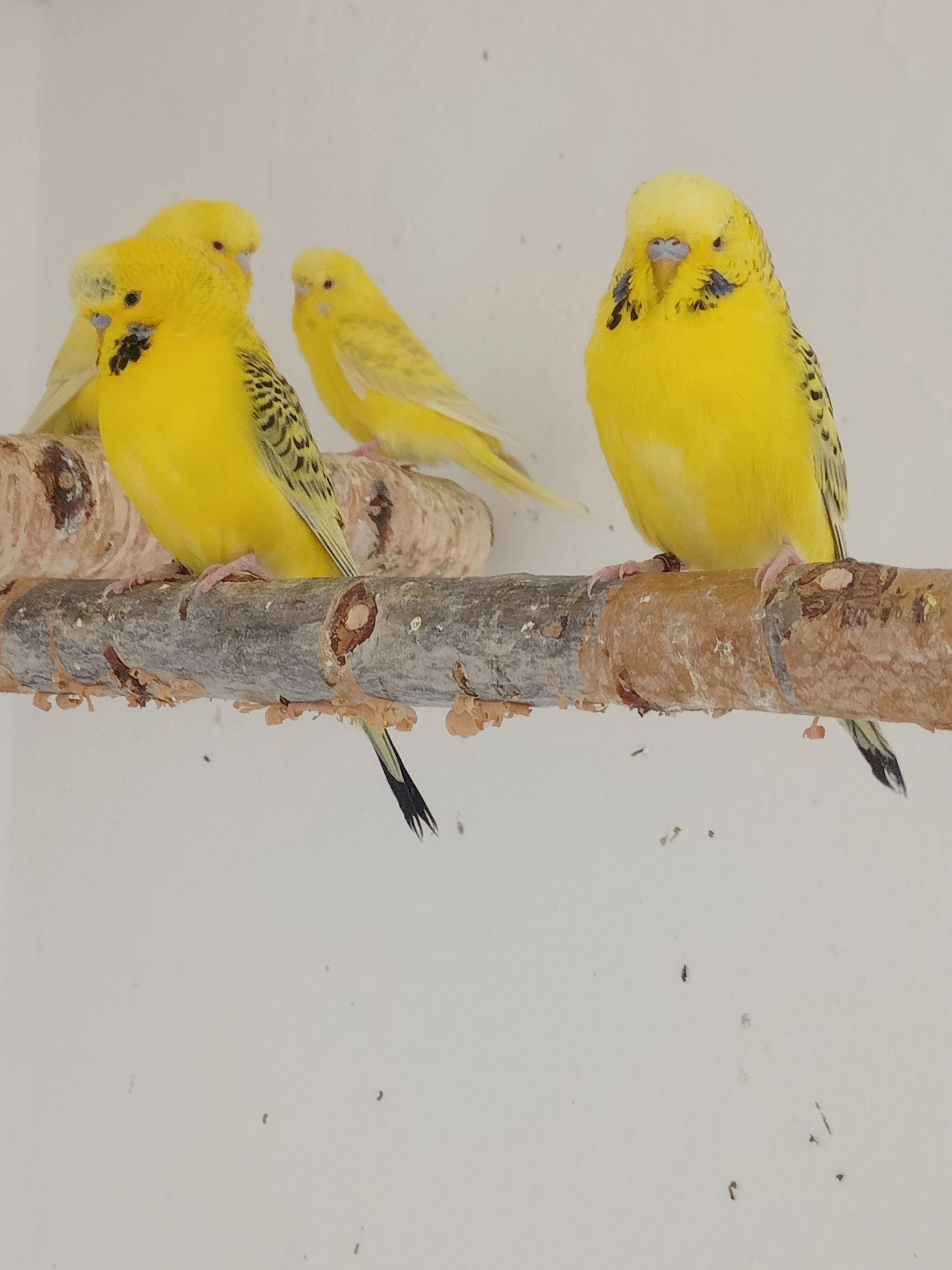 Samci tcb  zelené řady