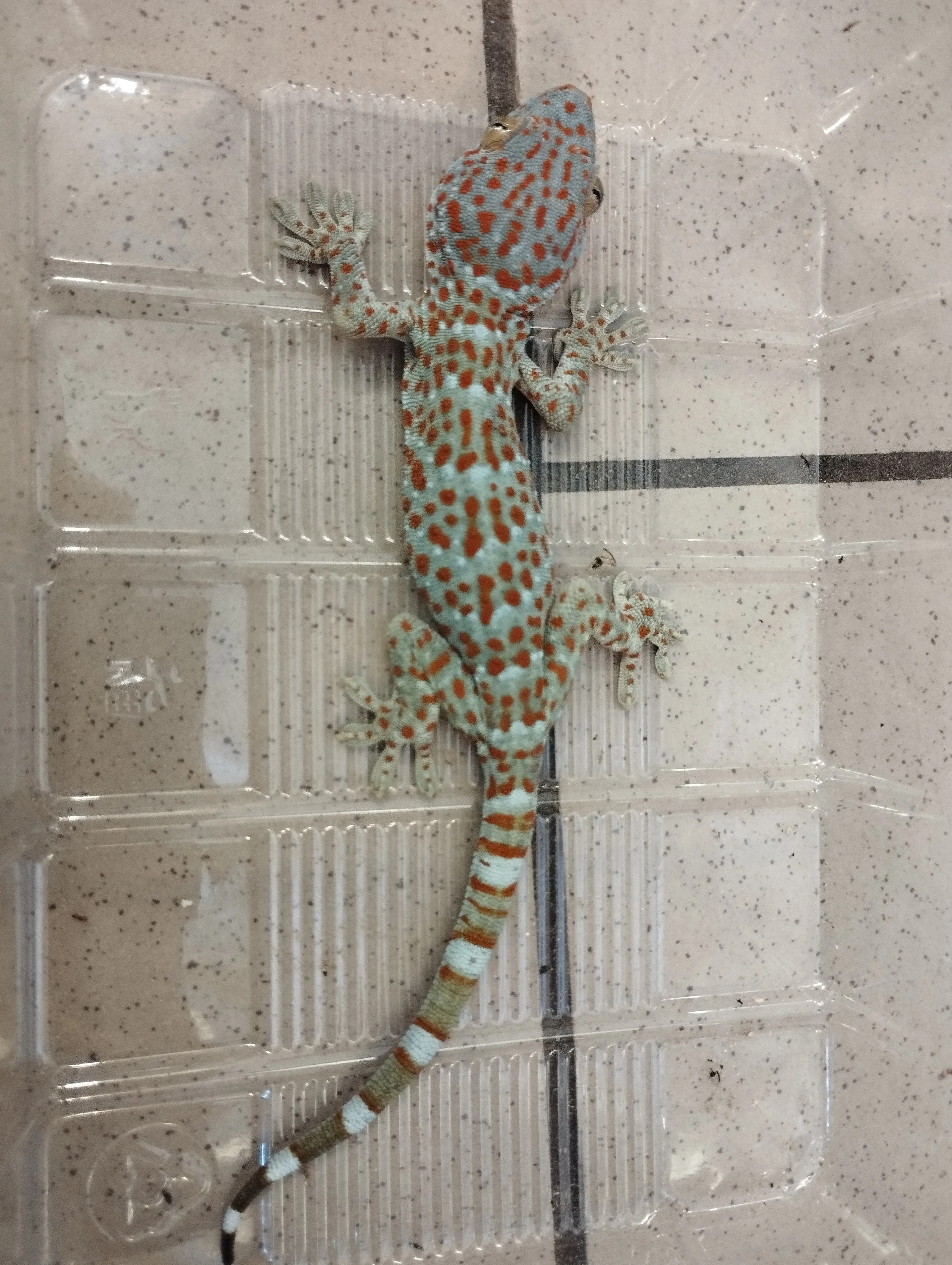 1,1 Gekko gecko