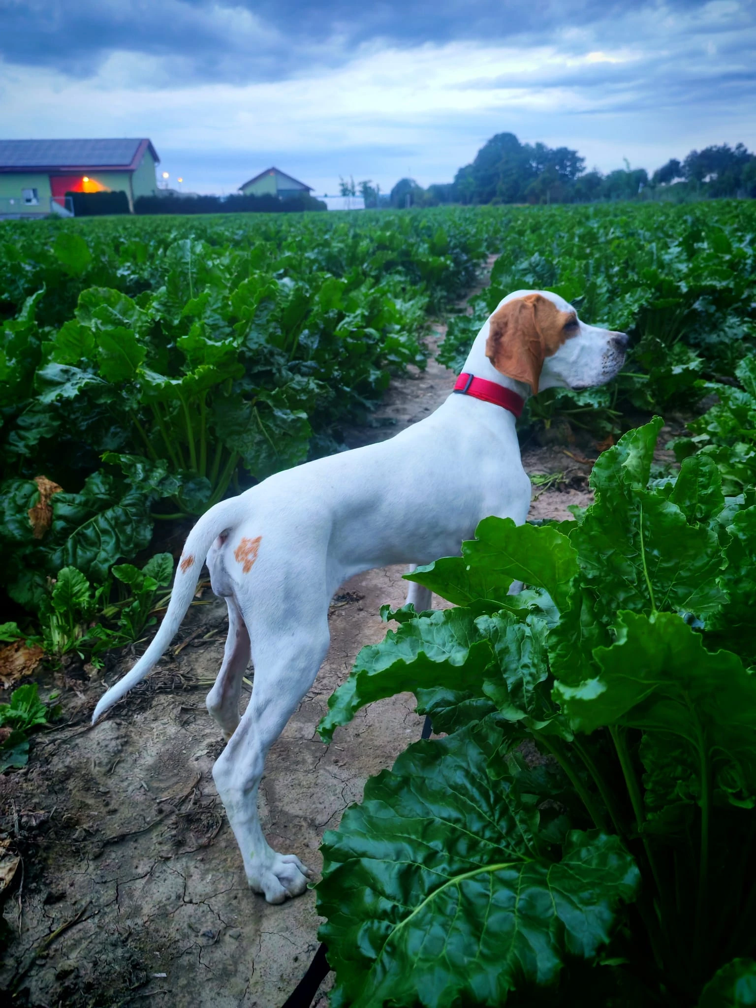 Fenka anglický pointer