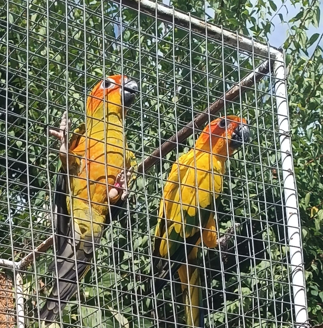 Aratinga sluneční sDNA 1,0