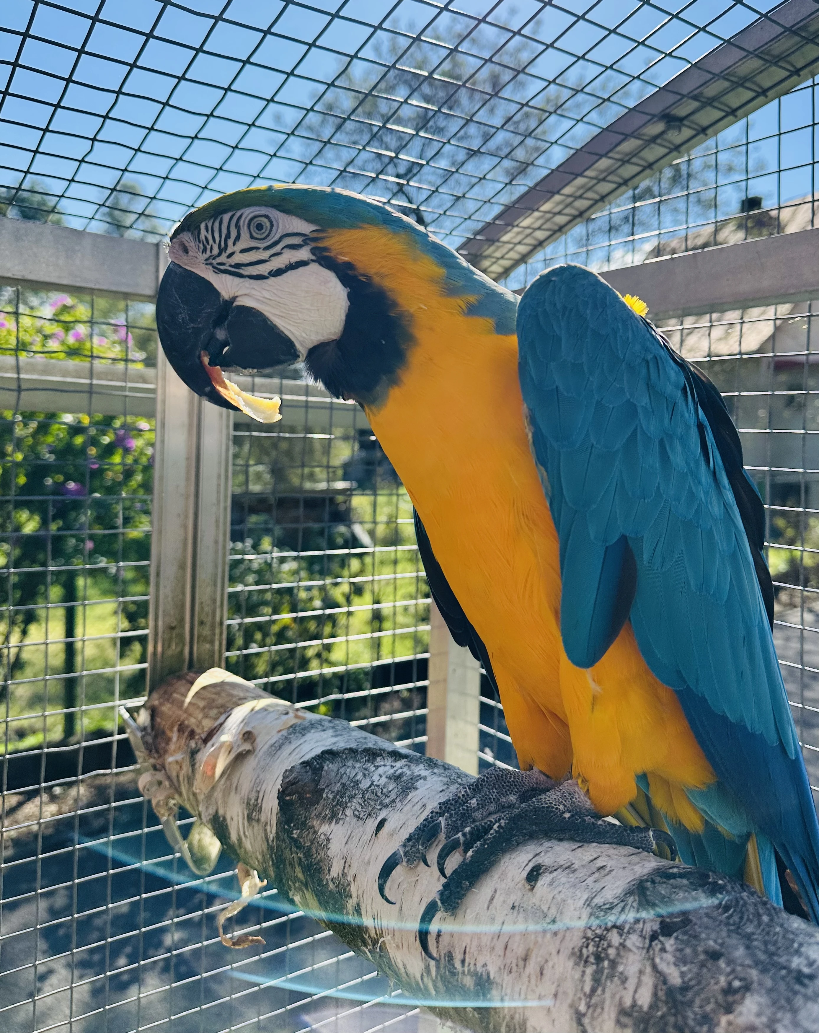 Ara ararauna