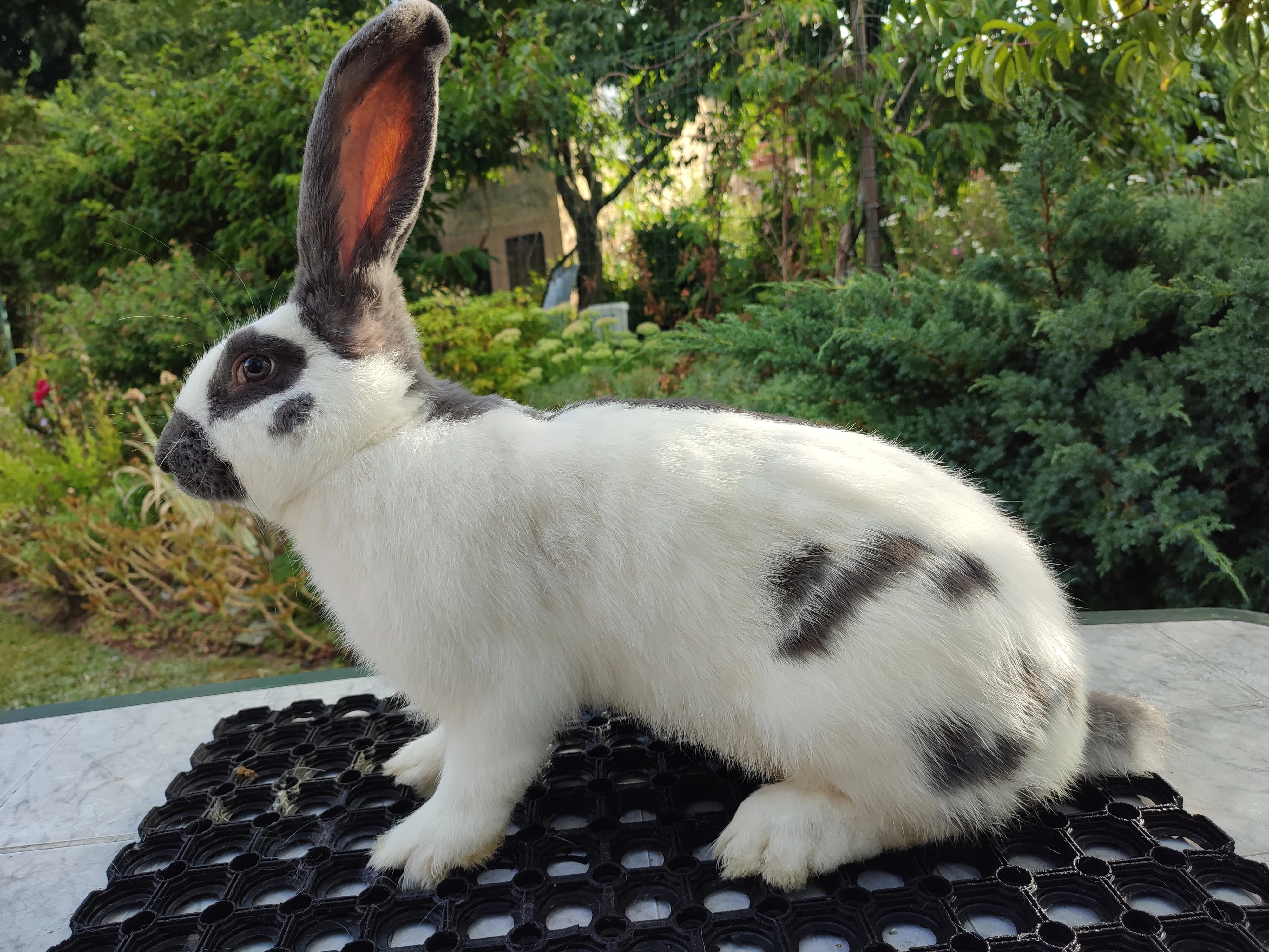 Německý obrovitý strakáč modrý