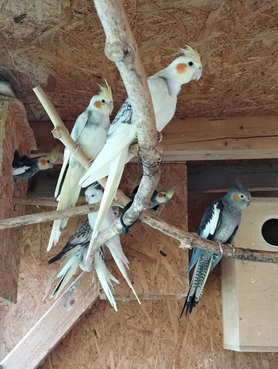 Prodám Korely různé druhy