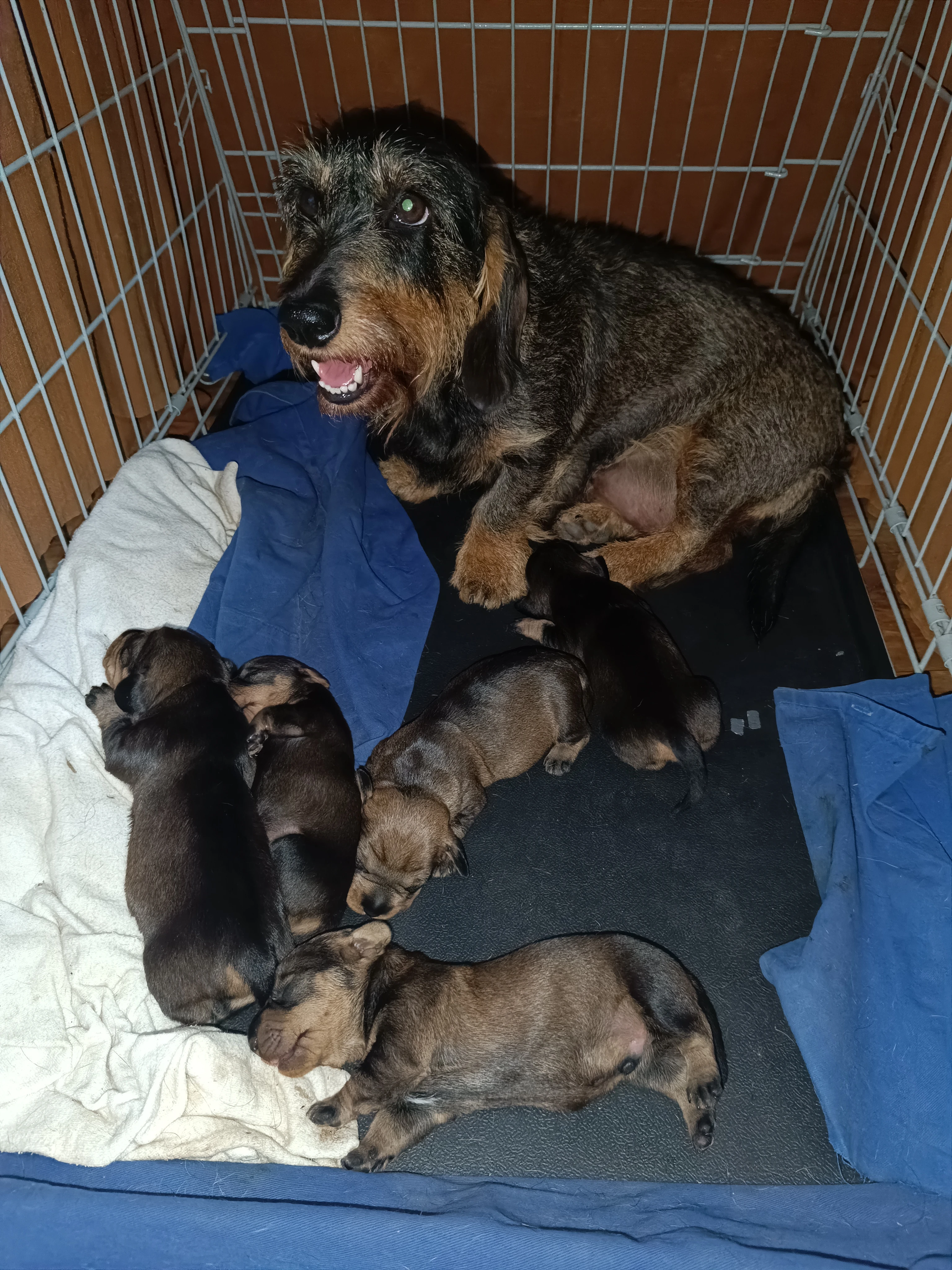 Štěňata jezevčíka drsnosrstého standard