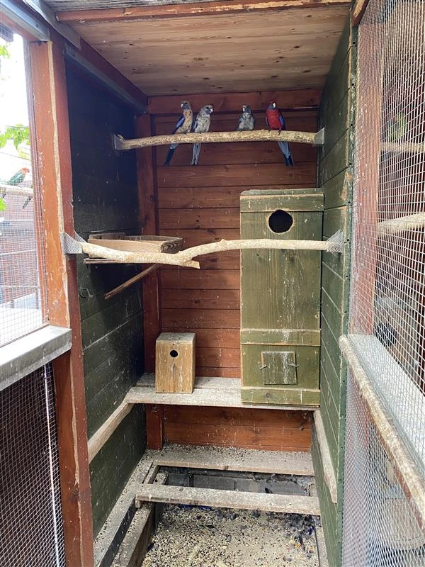 Prodám Rosela Penant