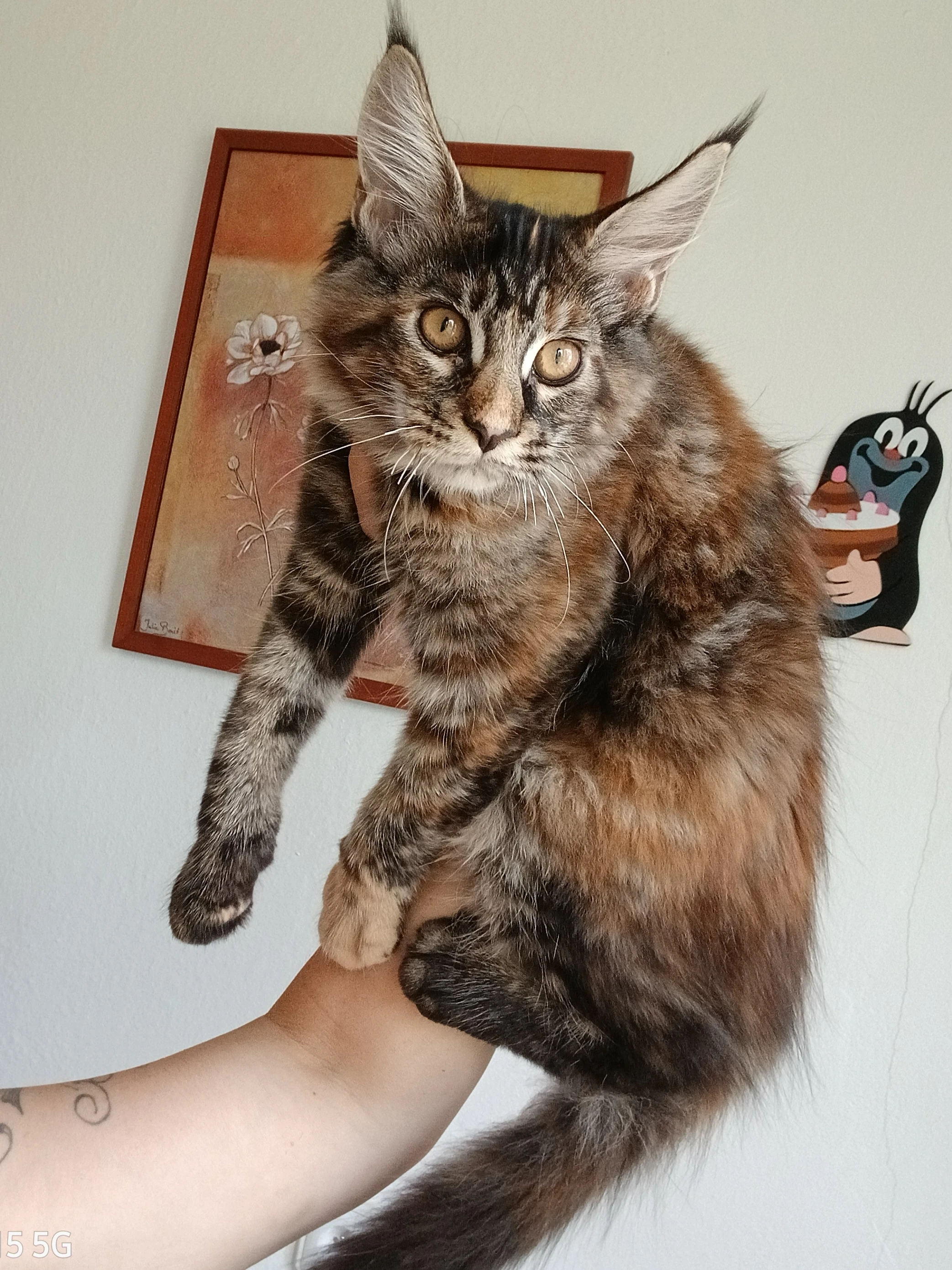 Mainská mývalí kočička k odběru