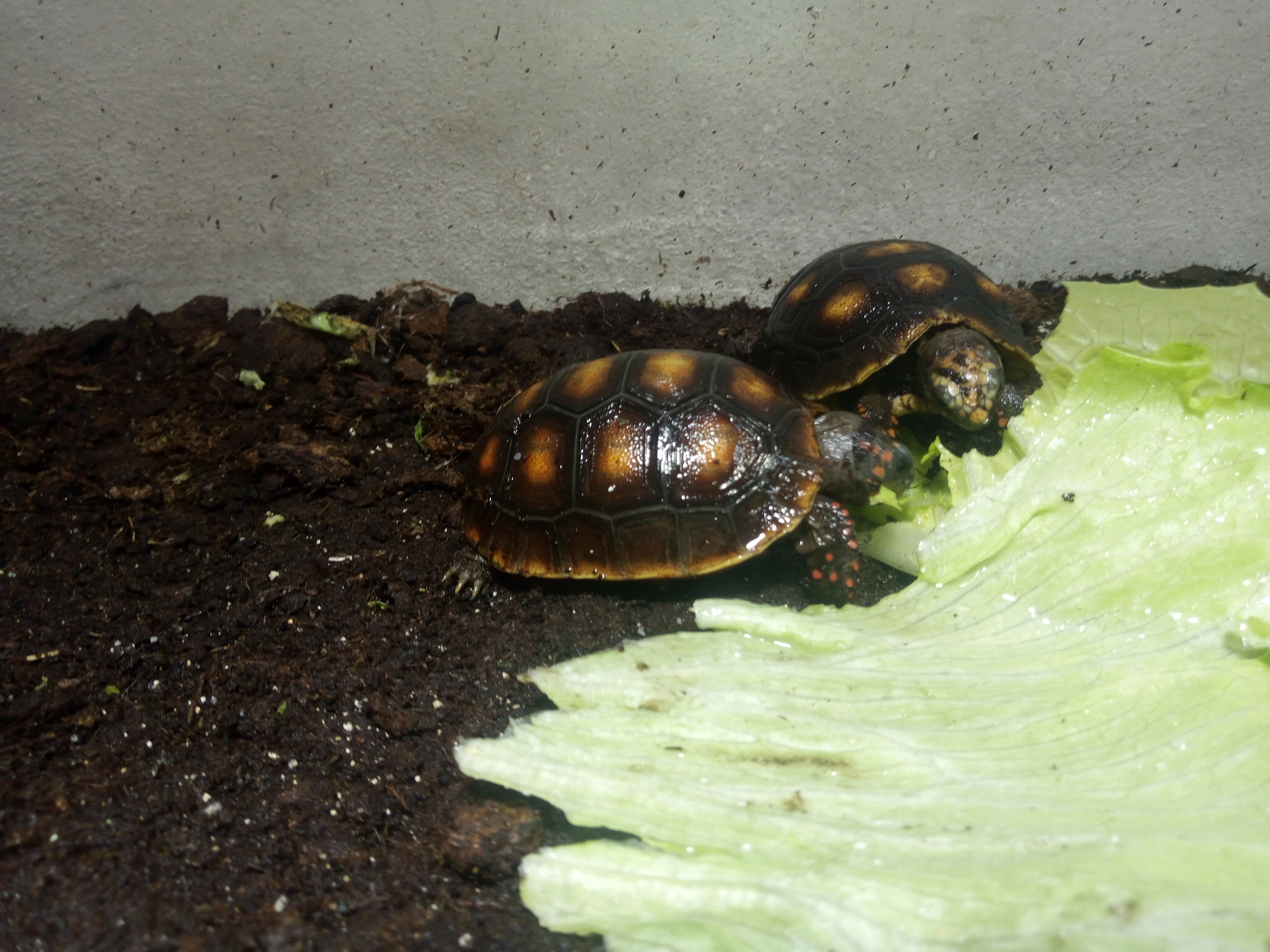 Želva Uhlířská (Chelonoidis carbonaria)