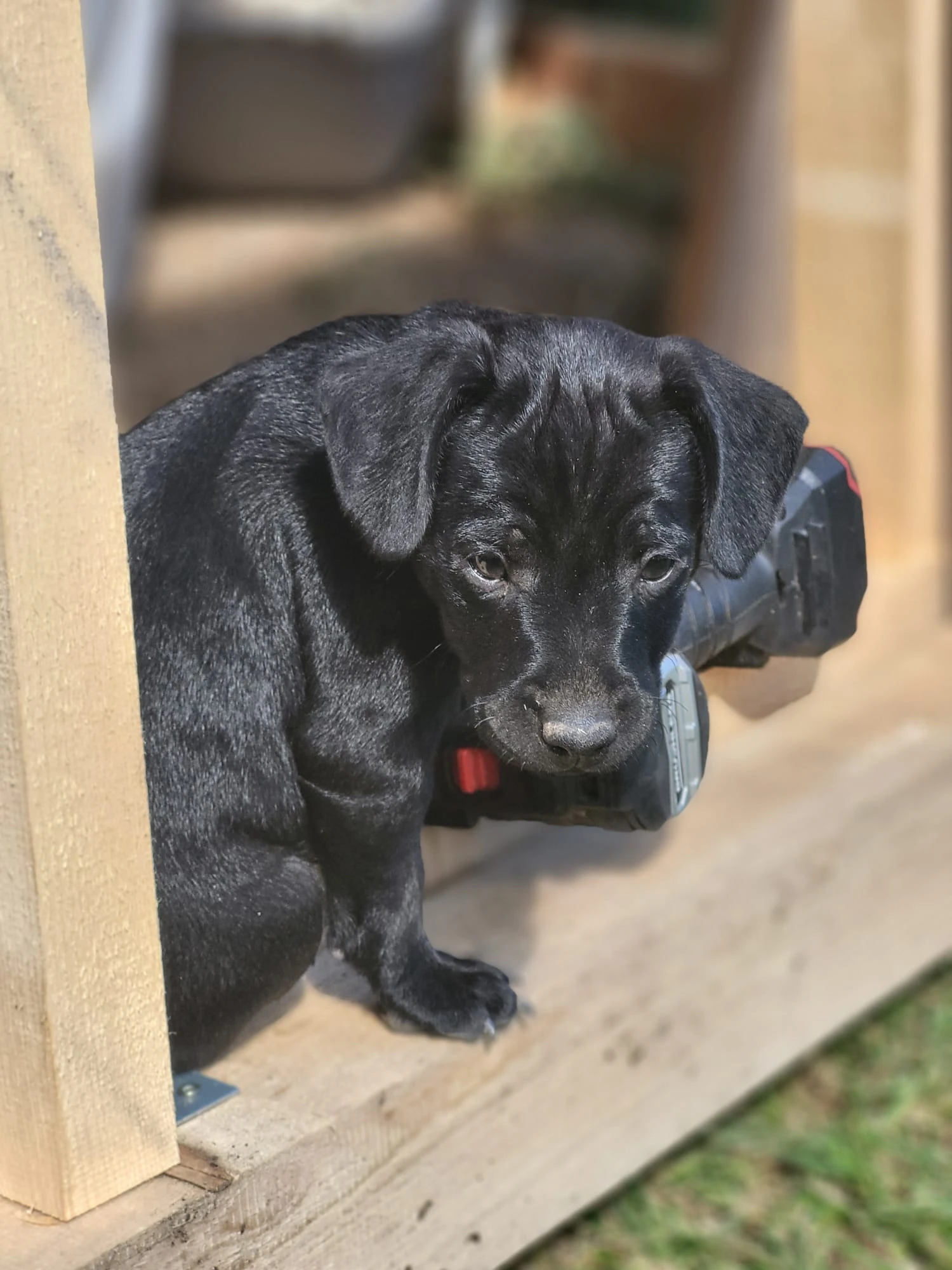 Štěňata patterdale teriéra s PP