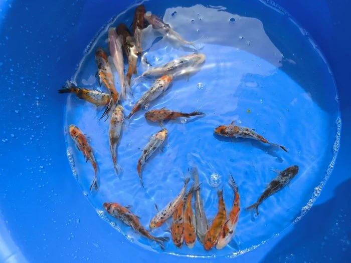 Výprodej jezírkových ryb a jeseterů