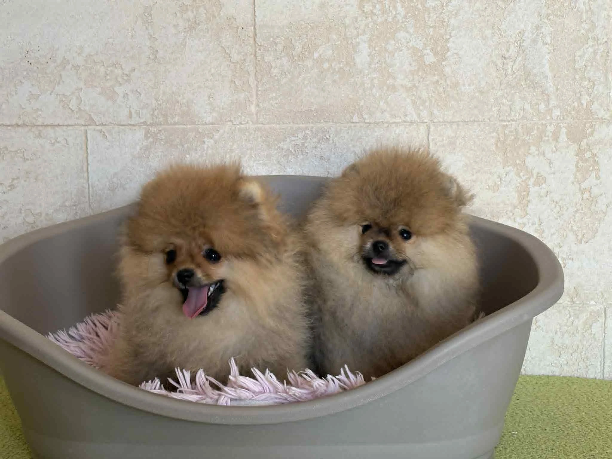 POmeranian